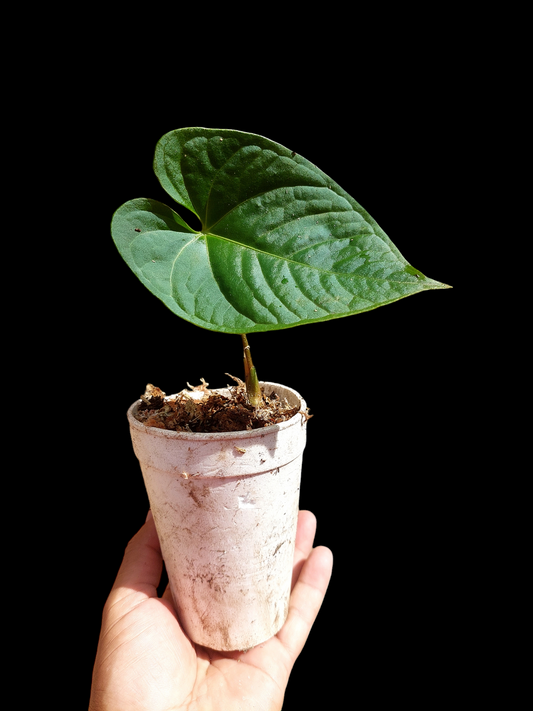 Anthurium sp. "Tarapoto Dark Velvet" Wild Ecotype Small Size (EXACT PLANT)