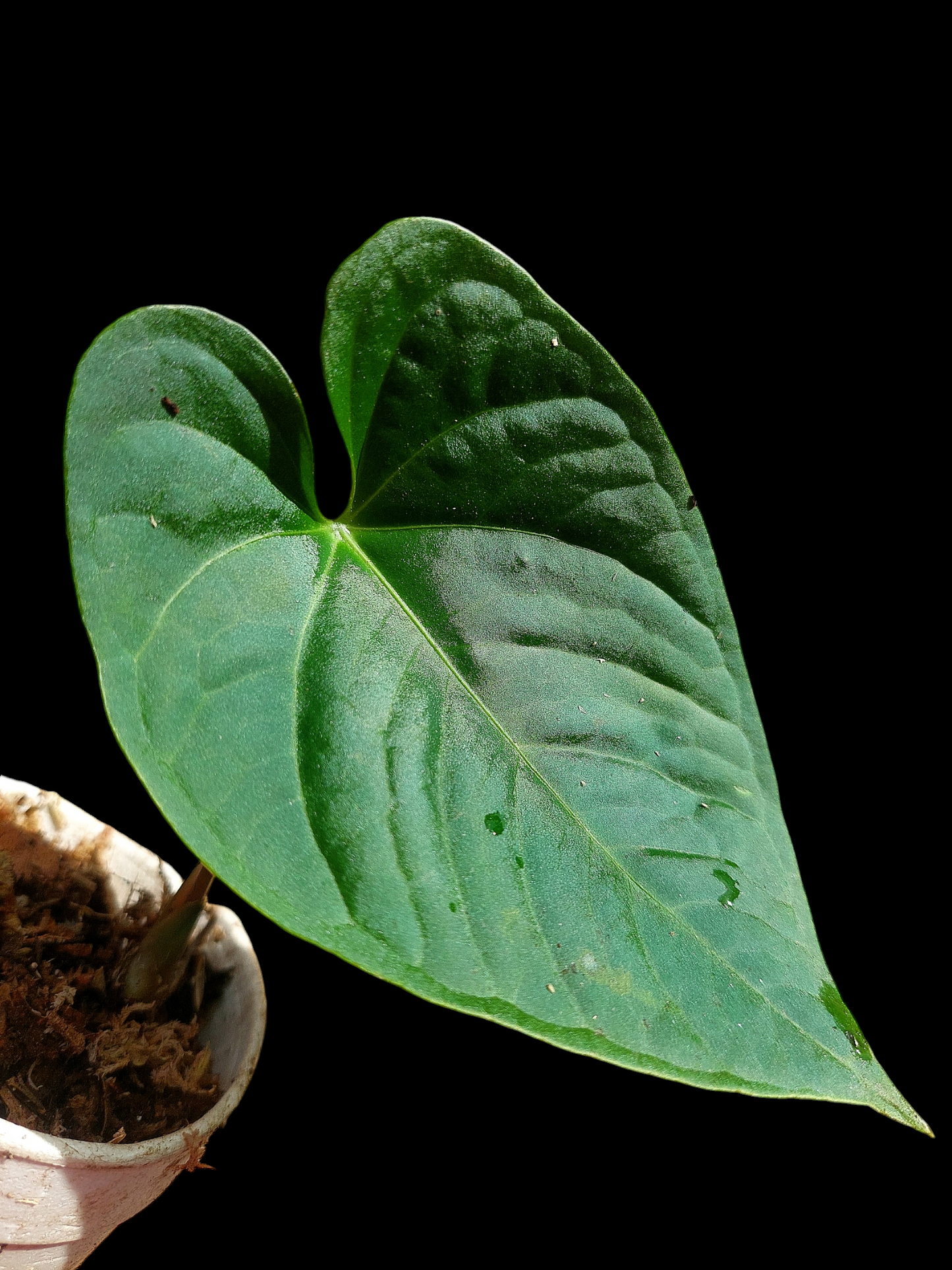 Anthurium sp. "Tarapoto Dark Velvet" Wild Ecotype Small Size (EXACT PLANT)