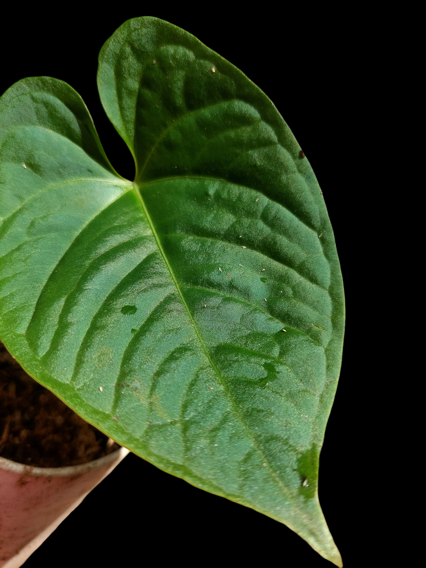 Anthurium sp. "Tarapoto Dark Velvet" Wild Ecotype Small Size (EXACT PLANT)