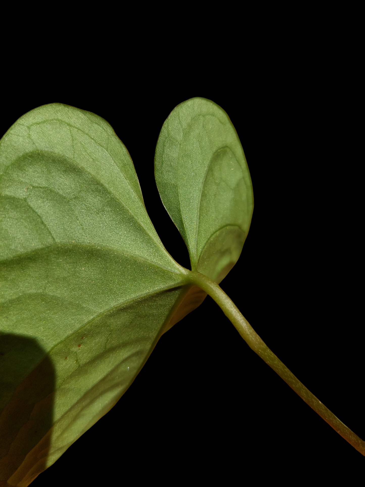 Anthurium sp. "Tarapoto Dark Velvet" Wild Ecotype Small Size (EXACT PLANT)