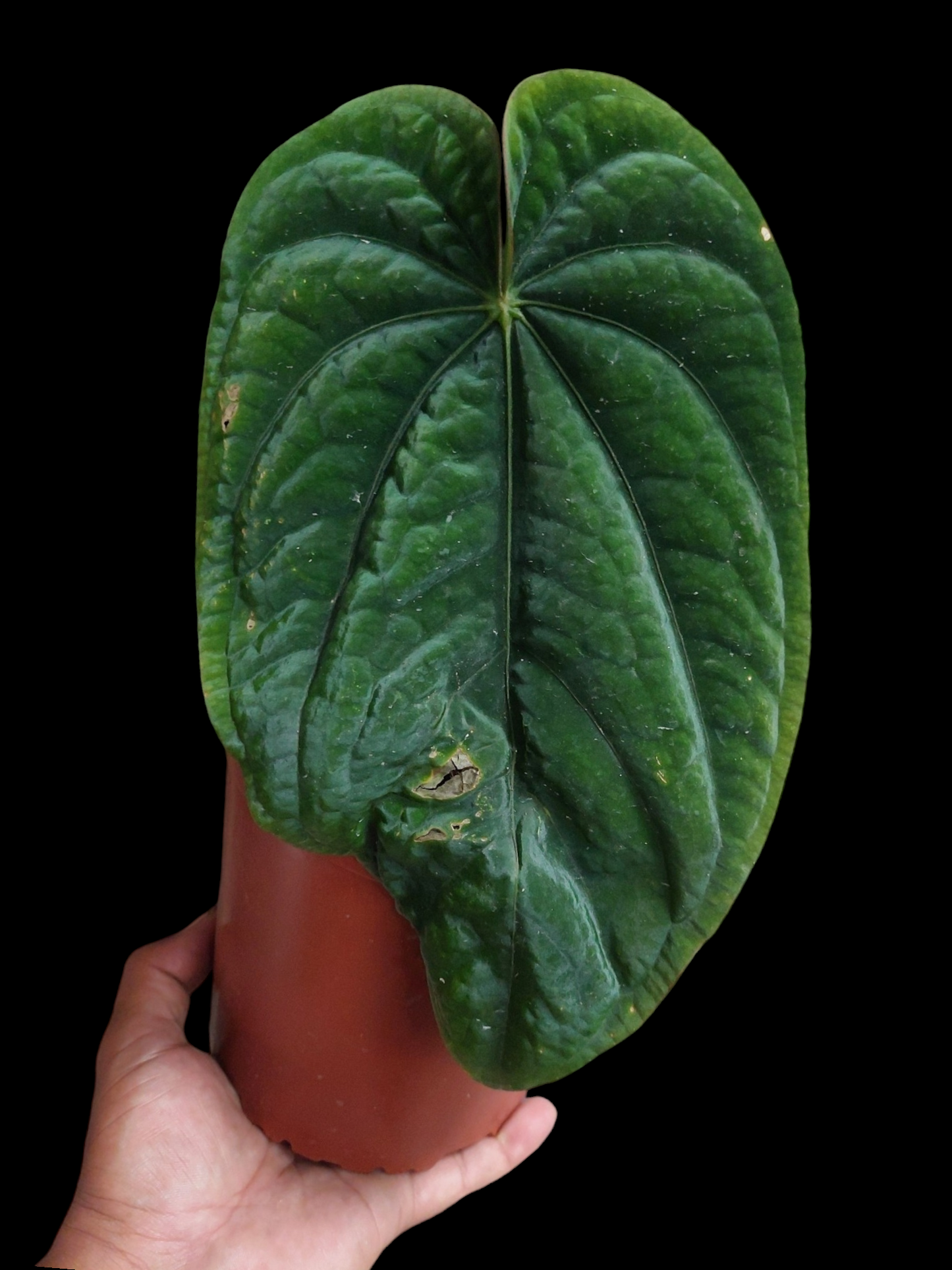 Anthurium Dressleri Eastern Panama BIG PLANT Wild Ecotype Pure Specie (EXACT PLANT)