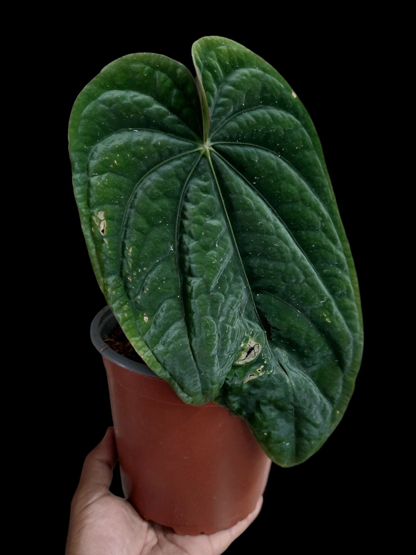 Anthurium Dressleri Eastern Panama BIG PLANT Wild Ecotype Pure Specie (EXACT PLANT)