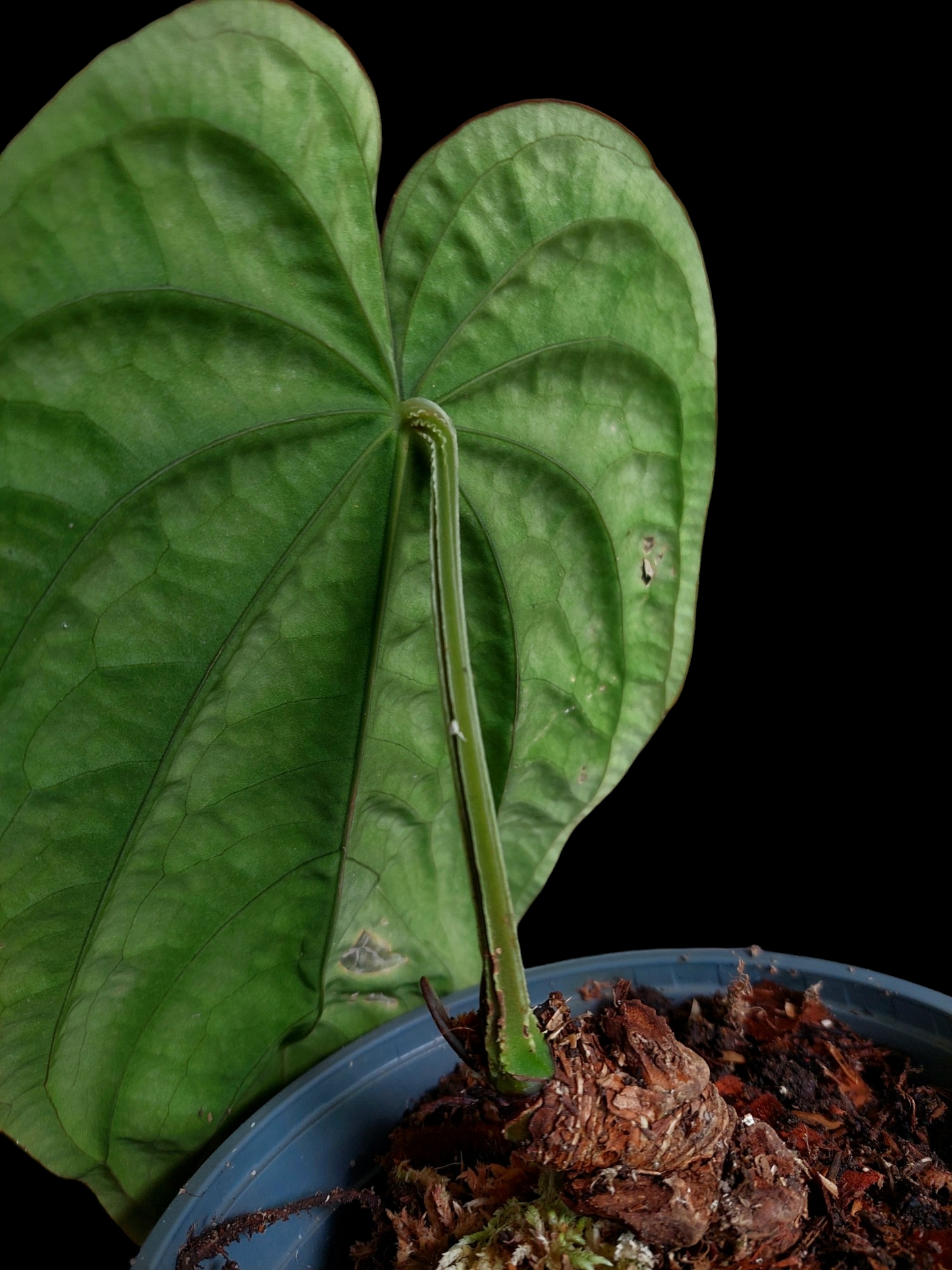 Anthurium Dressleri Eastern Panama BIG PLANT Wild Ecotype Pure Specie (EXACT PLANT)