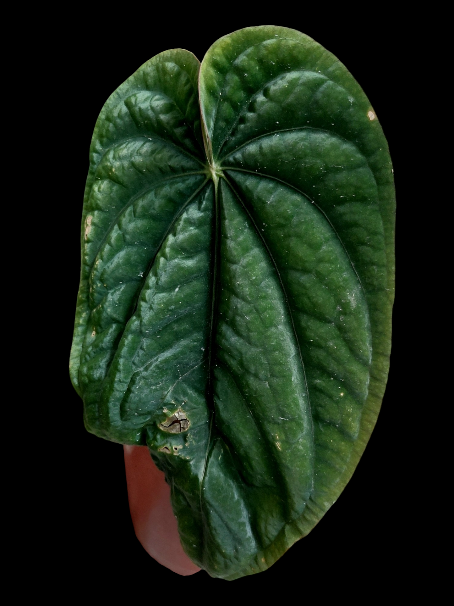 Anthurium Dressleri Eastern Panama BIG PLANT Wild Ecotype Pure Specie (EXACT PLANT)