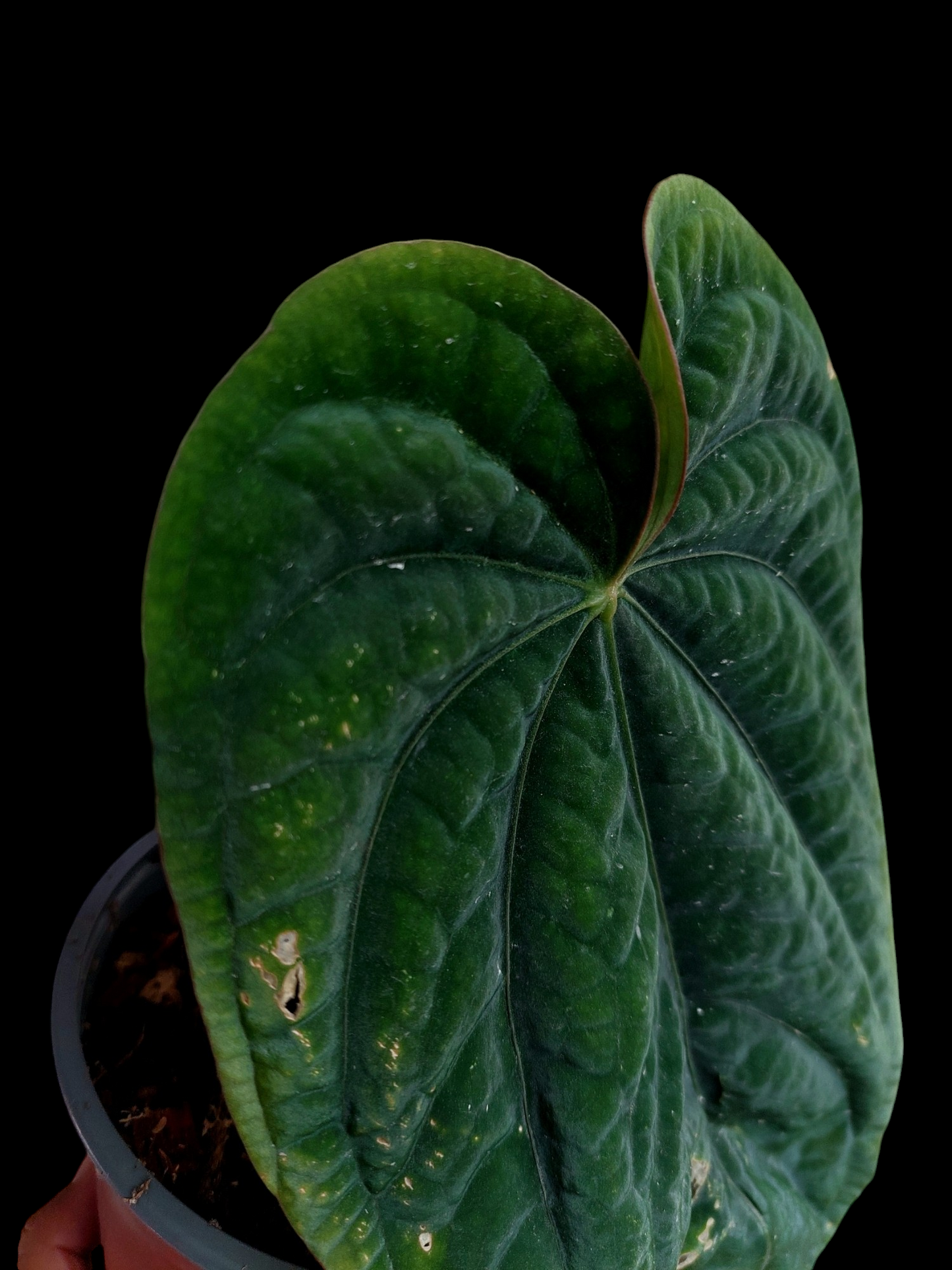 Anthurium Dressleri Eastern Panama BIG PLANT Wild Ecotype Pure Specie (EXACT PLANT)