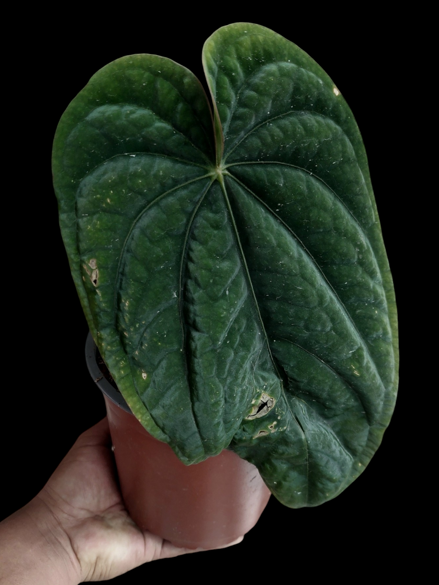 Anthurium Dressleri Eastern Panama BIG PLANT Wild Ecotype Pure Specie (EXACT PLANT)