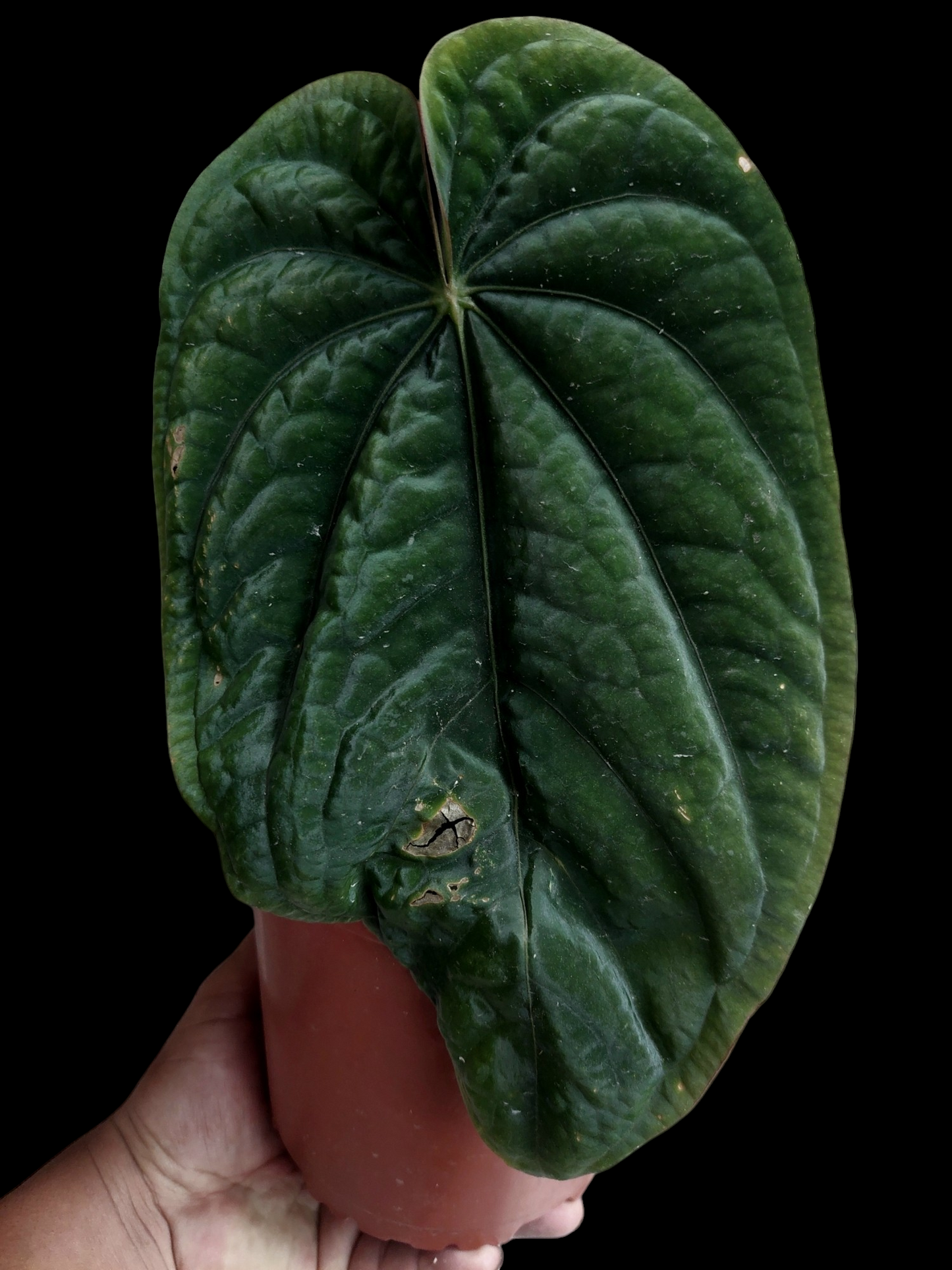 Anthurium Dressleri Eastern Panama BIG PLANT Wild Ecotype Pure Specie (EXACT PLANT)