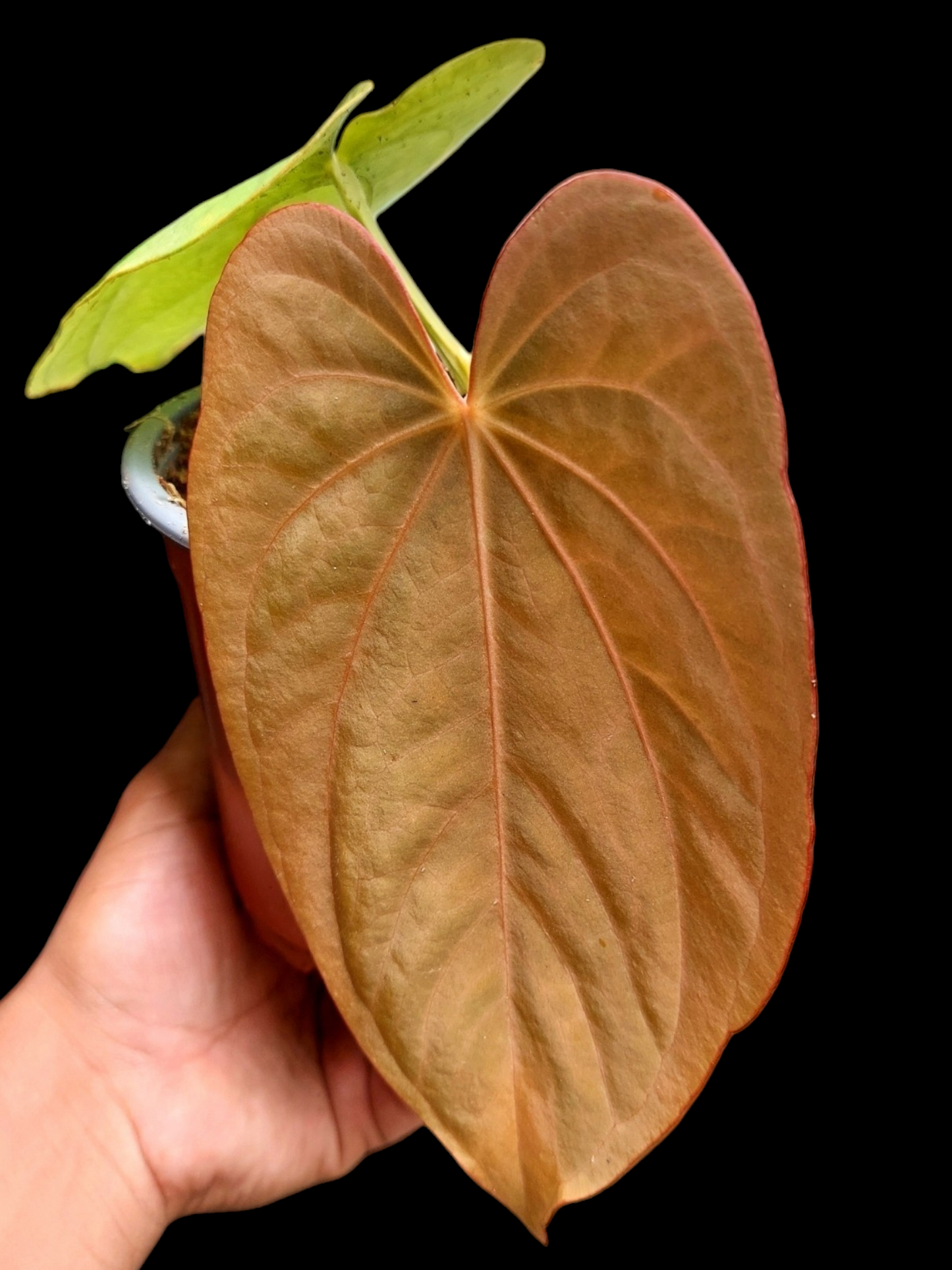 Anthurium Dressleri 'Emberá-Wounaan' Wild Ecotype (EXACT PLANT)