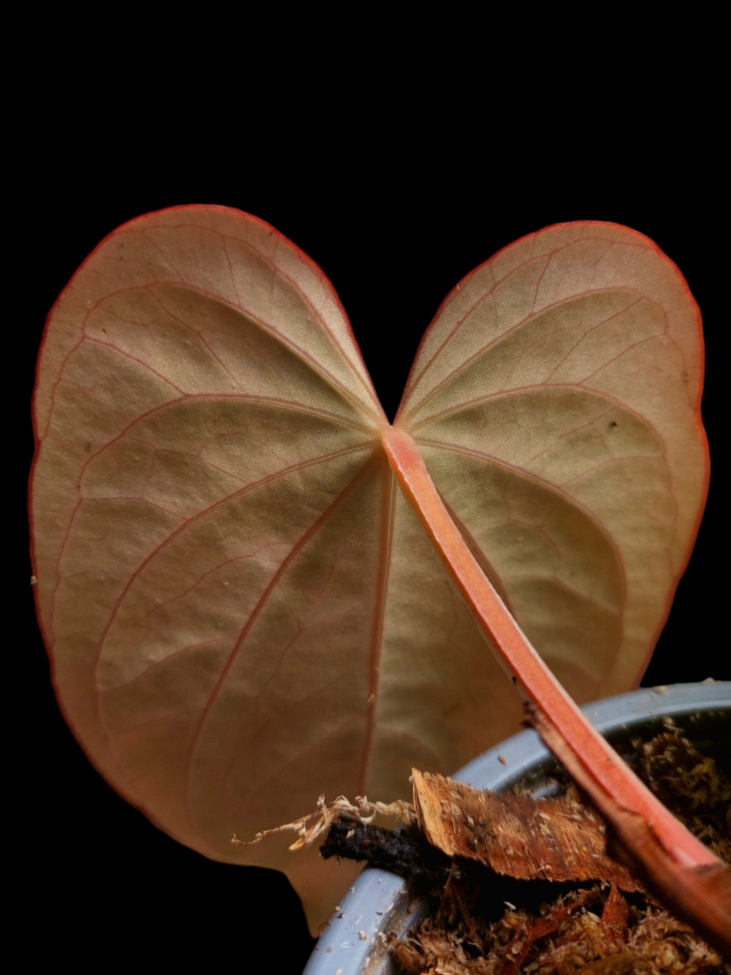 Anthurium Dressleri 'Emberá-Wounaan' Wild Ecotype (EXACT PLANT)