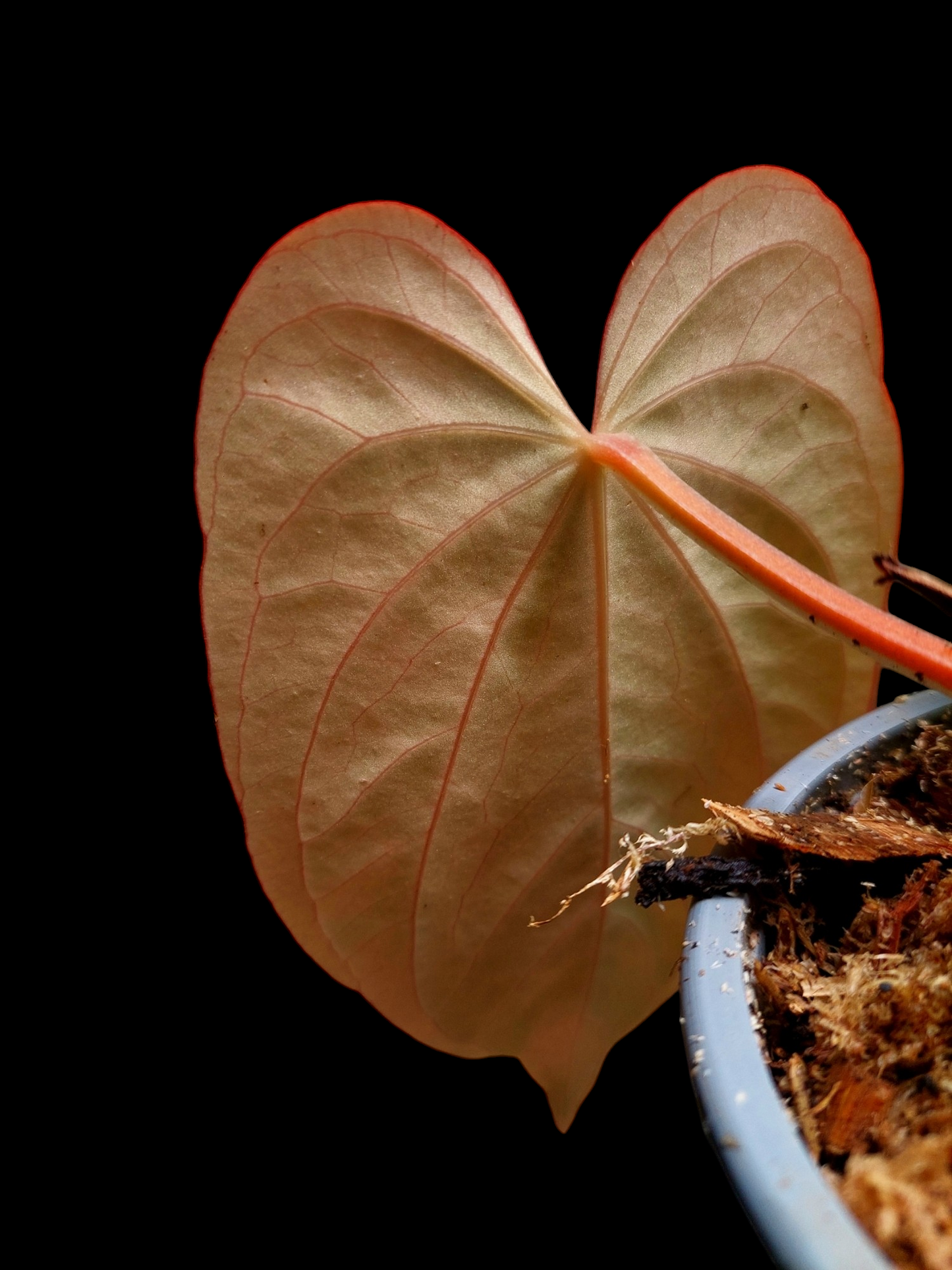 Anthurium Dressleri 'Emberá-Wounaan' Wild Ecotype (EXACT PLANT)