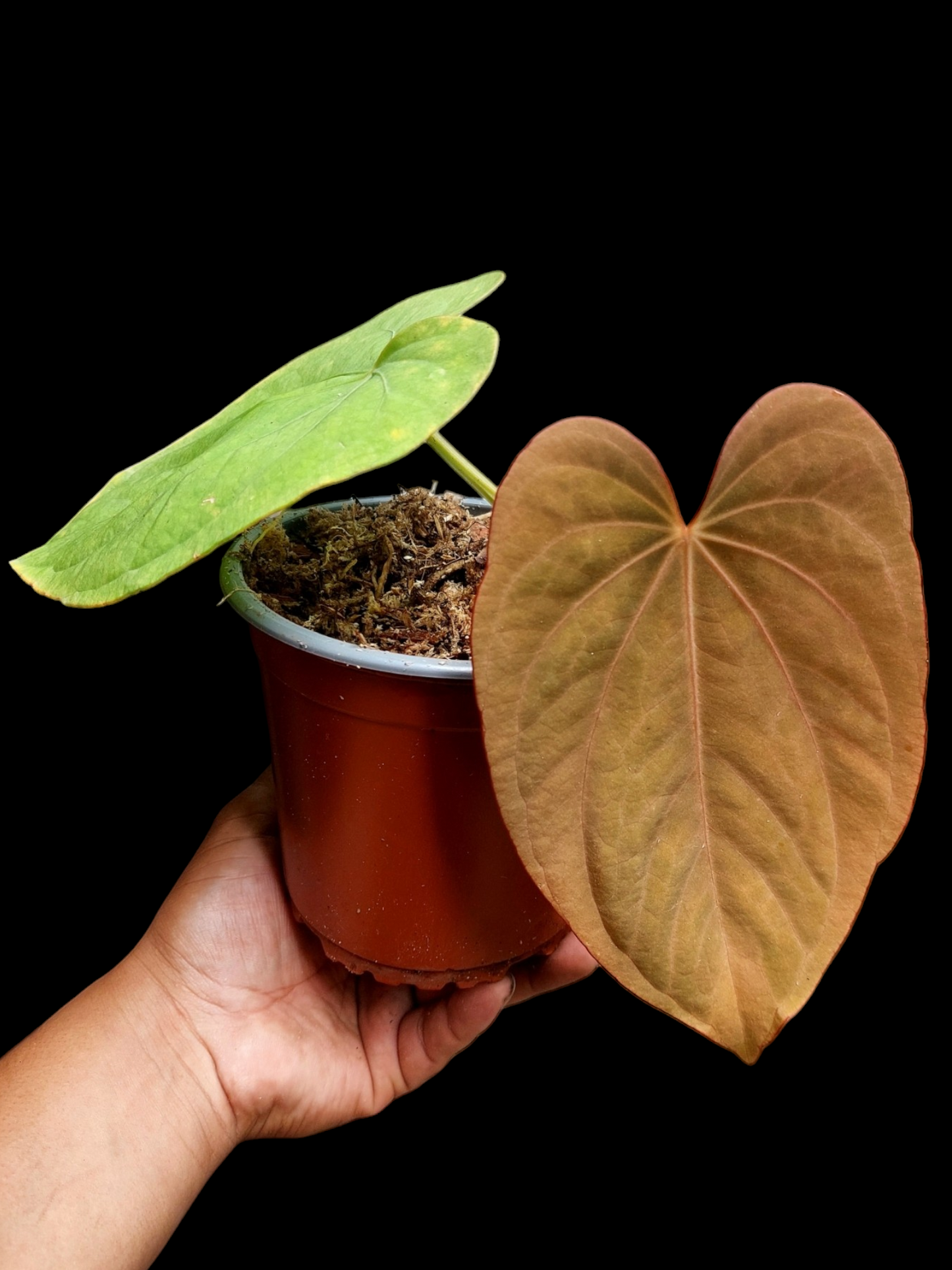 Anthurium Dressleri 'Emberá-Wounaan' Wild Ecotype (EXACT PLANT)