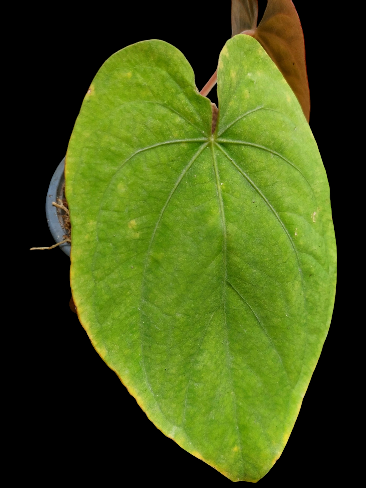 Anthurium Dressleri 'Emberá-Wounaan' Wild Ecotype (EXACT PLANT)