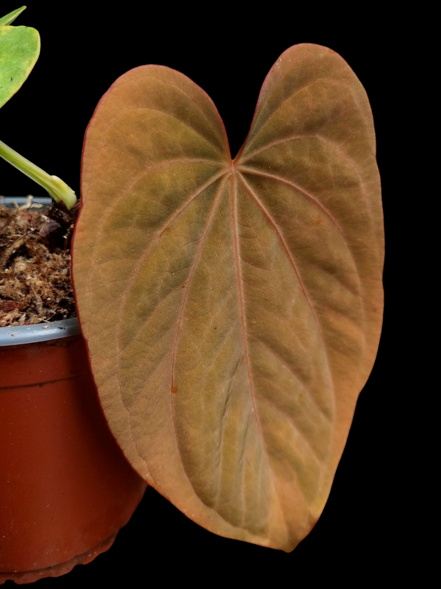 Anthurium Dressleri 'Emberá-Wounaan' Wild Ecotype (EXACT PLANT)