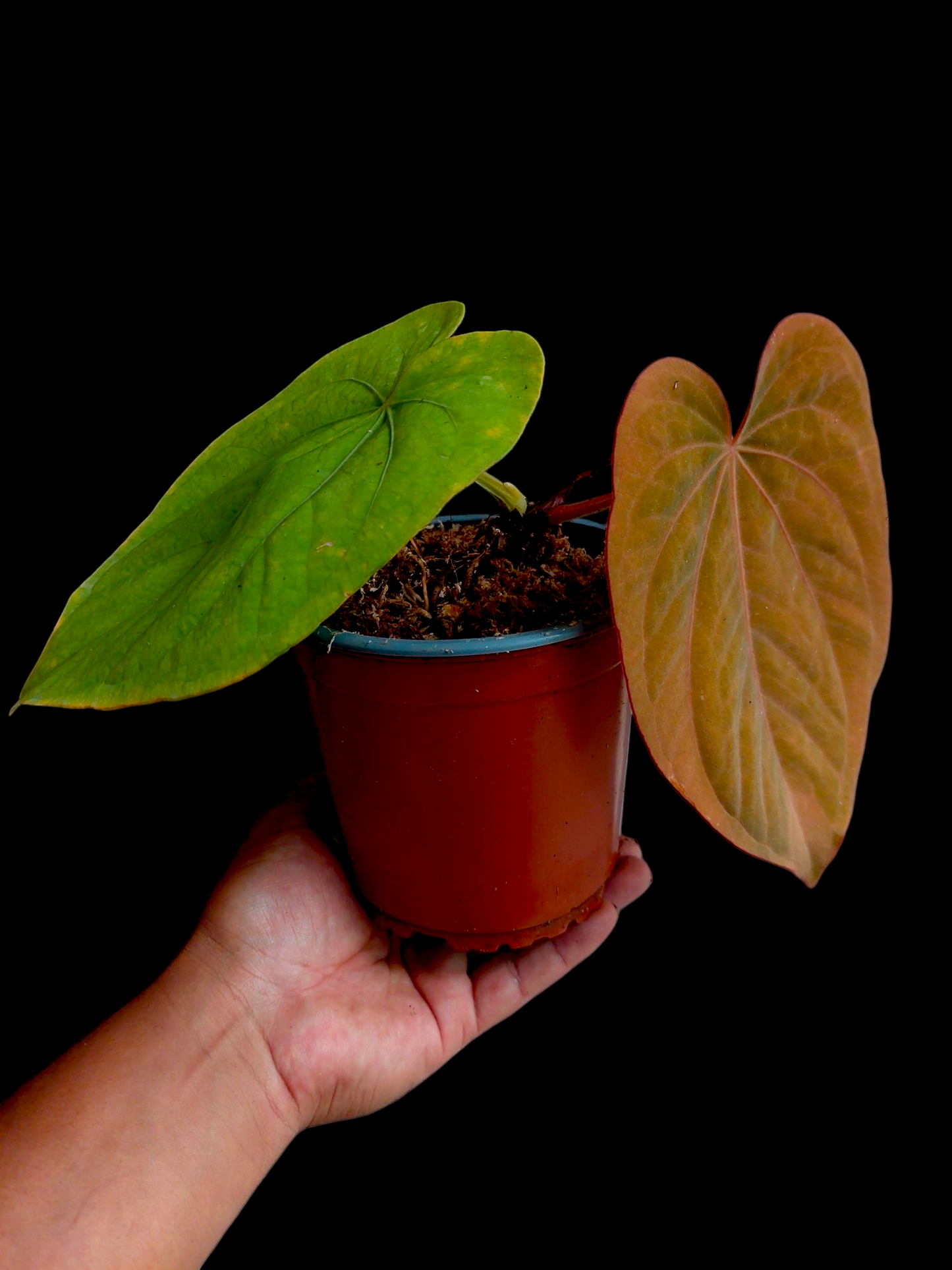 Anthurium Dressleri 'Emberá-Wounaan' Wild Ecotype (EXACT PLANT)