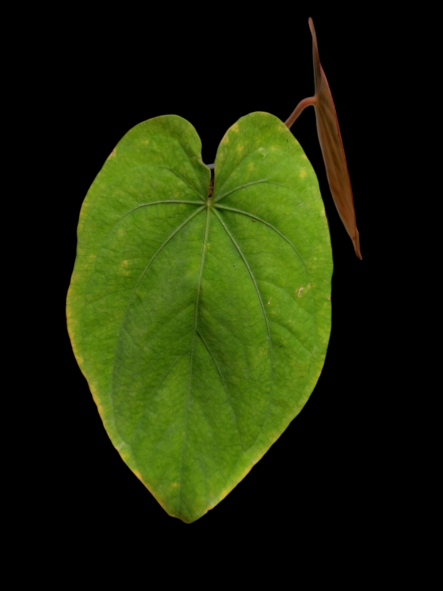 Anthurium Dressleri 'Emberá-Wounaan' Wild Ecotype (EXACT PLANT)