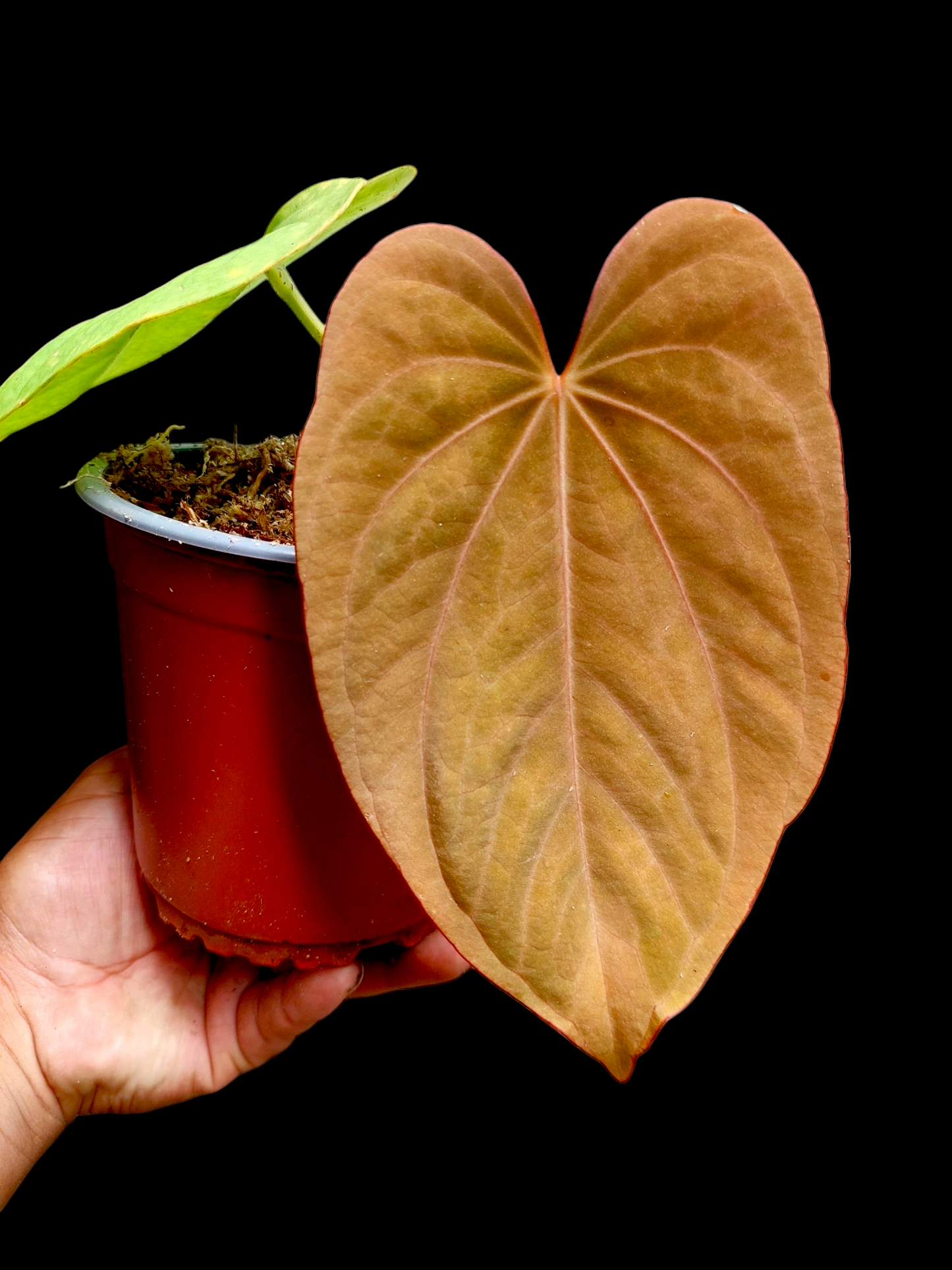 Anthurium Dressleri 'Emberá-Wounaan' Wild Ecotype (EXACT PLANT)