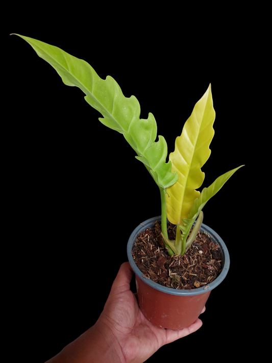 Philodendron Golden Crocodile (EXACT PLANT)