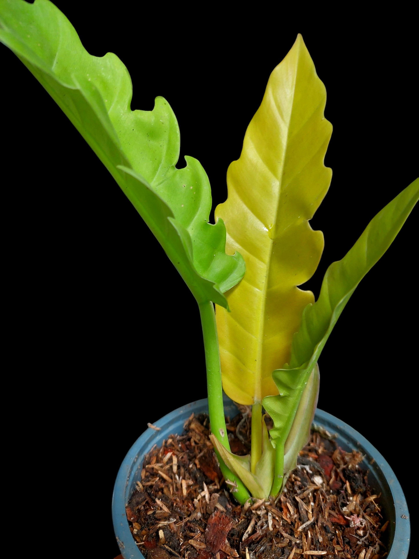 Philodendron Golden Crocodile (EXACT PLANT)