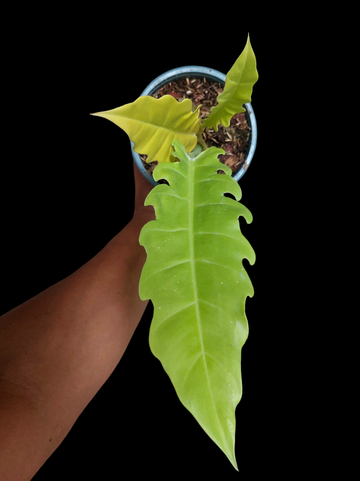 Philodendron Golden Crocodile (EXACT PLANT)