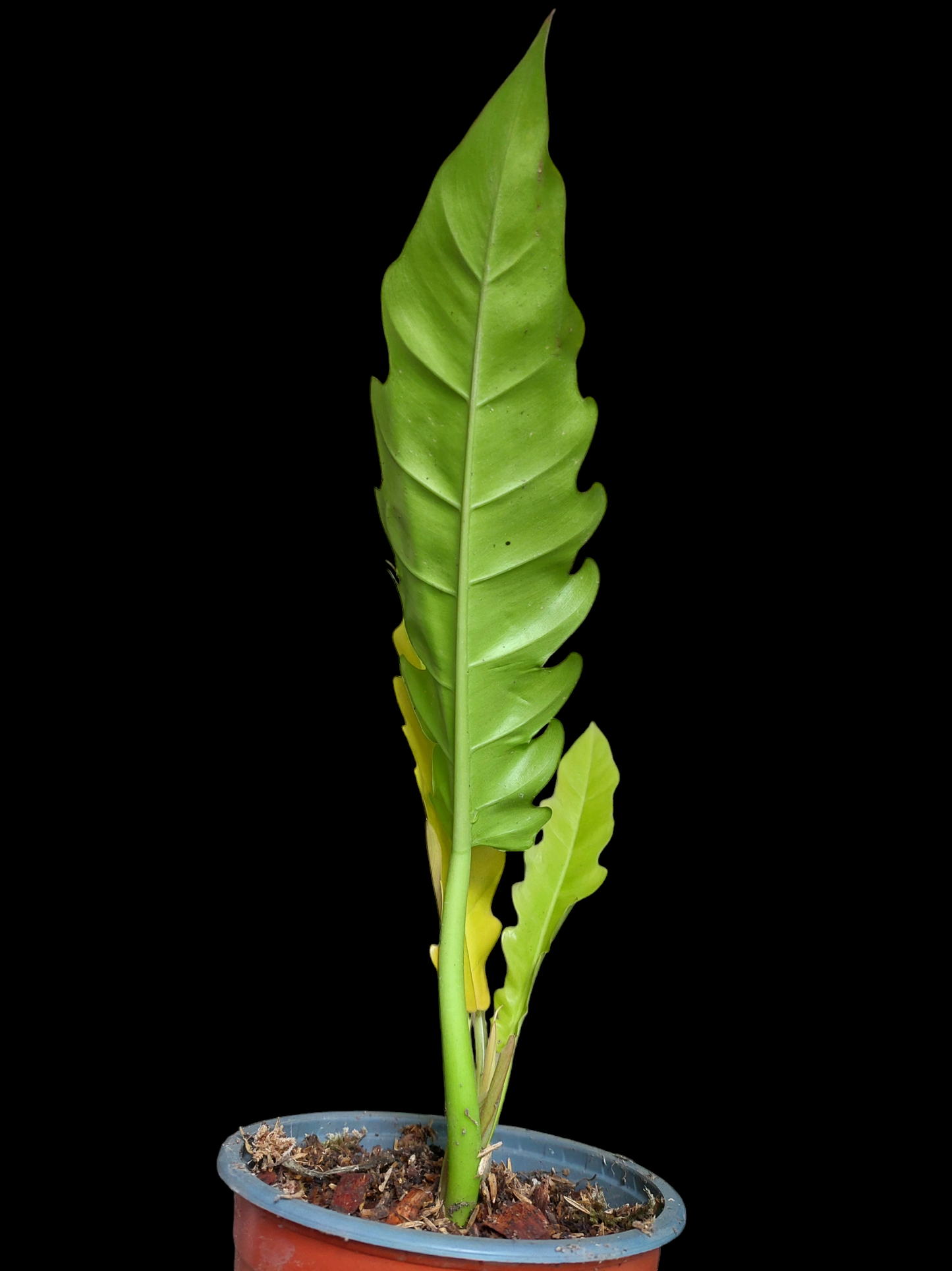 Philodendron Golden Crocodile (EXACT PLANT)