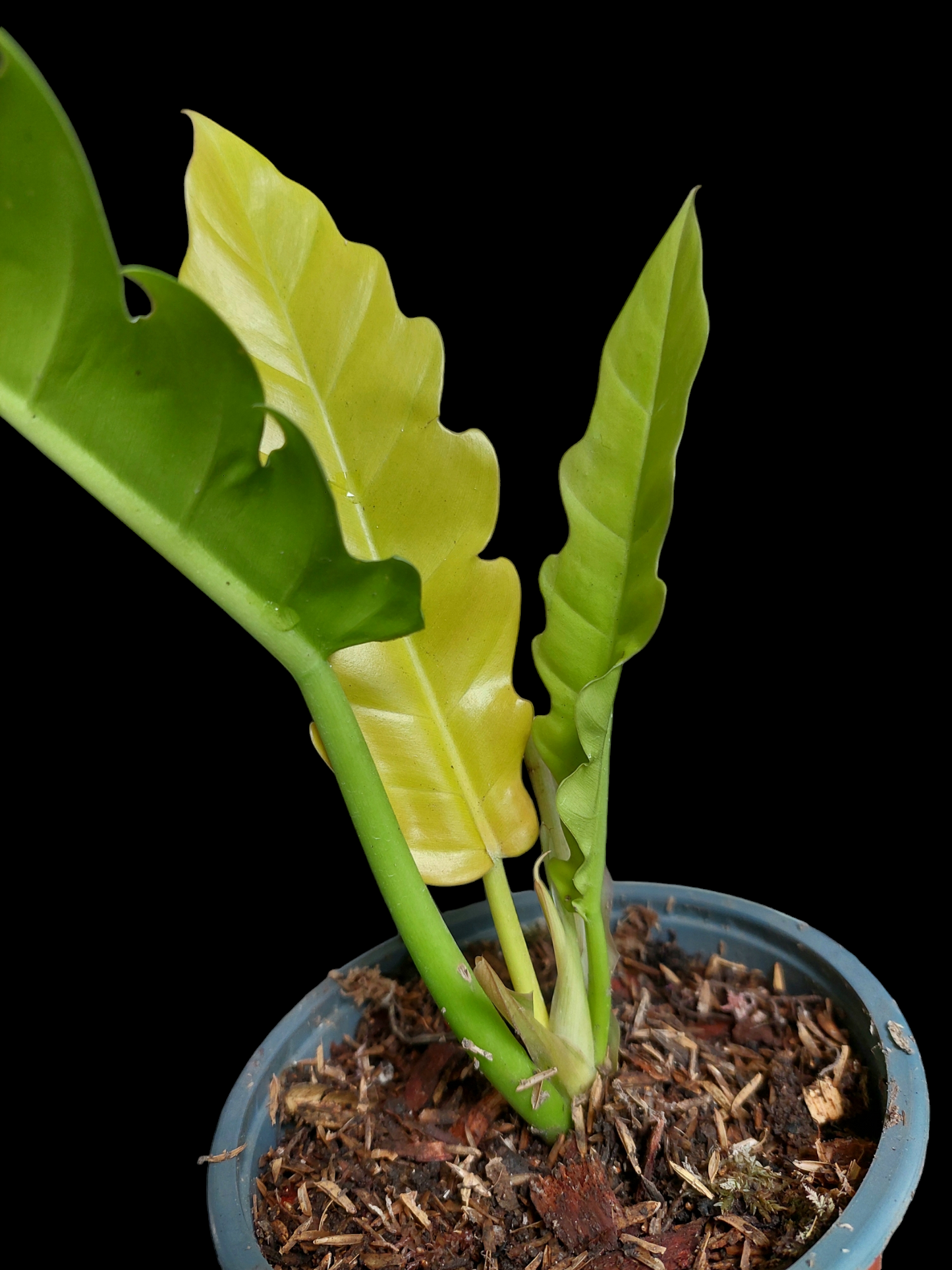 Philodendron Golden Crocodile (EXACT PLANT)