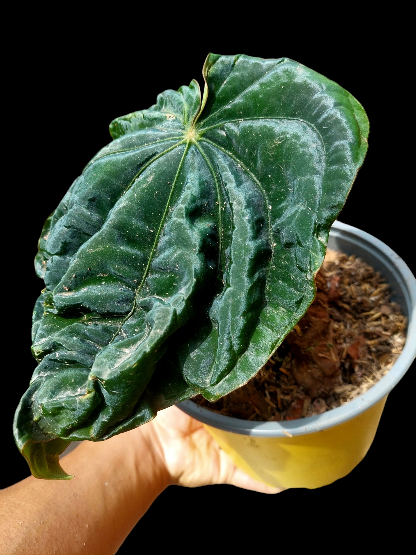 Anthurium Dressleri Special Phenotype Wild Ecotype BIG PLANT (EXACT PLANT)