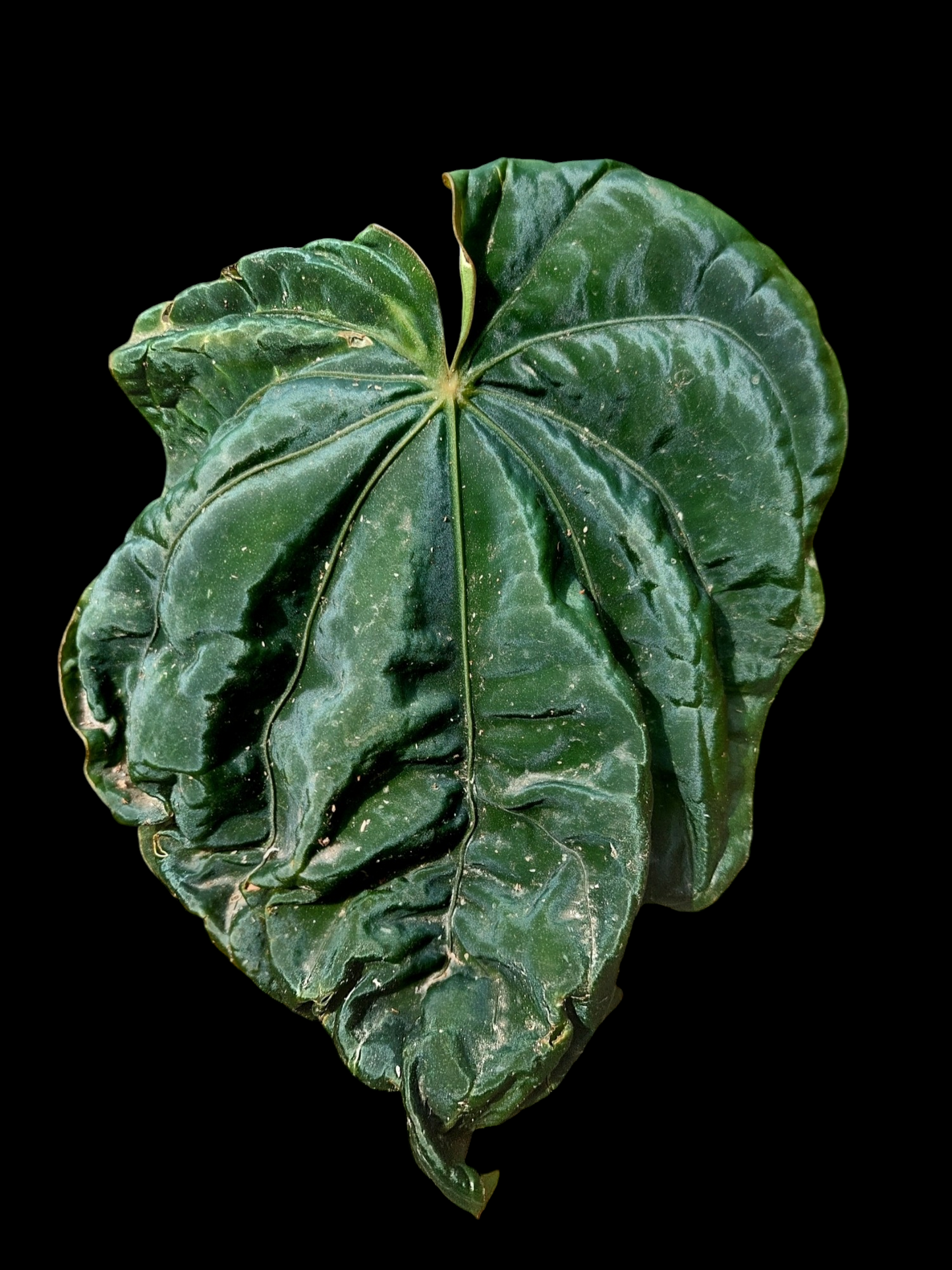 Anthurium Dressleri Special Phenotype Wild Ecotype BIG PLANT (EXACT PLANT)