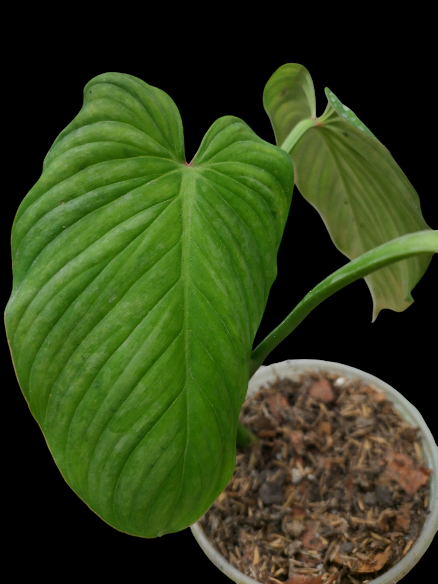 Philodendron Plowmanii "Limon Glow" (EXACT PLANT)