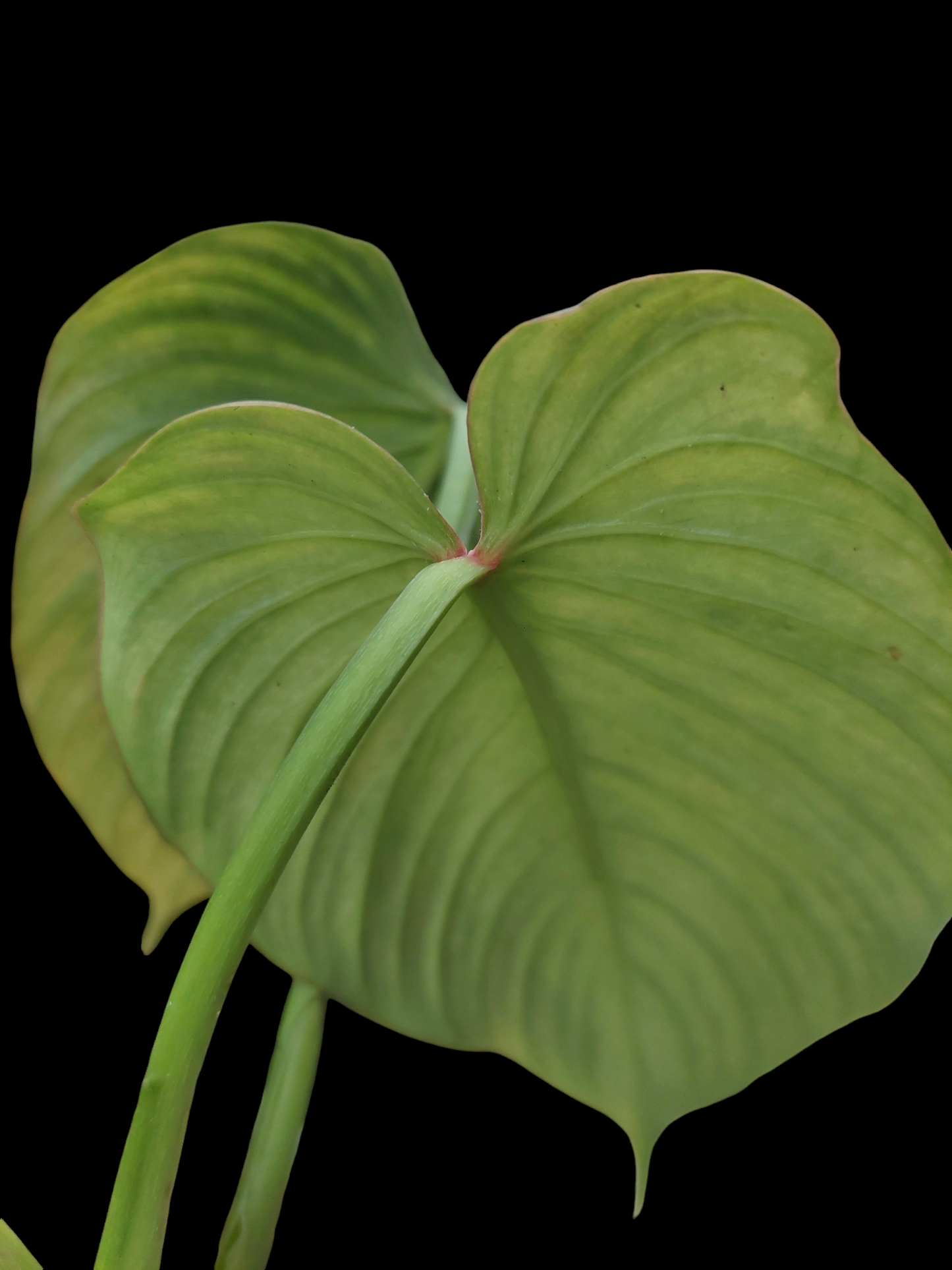 Philodendron Plowmanii "Limon Glow" (EXACT PLANT)