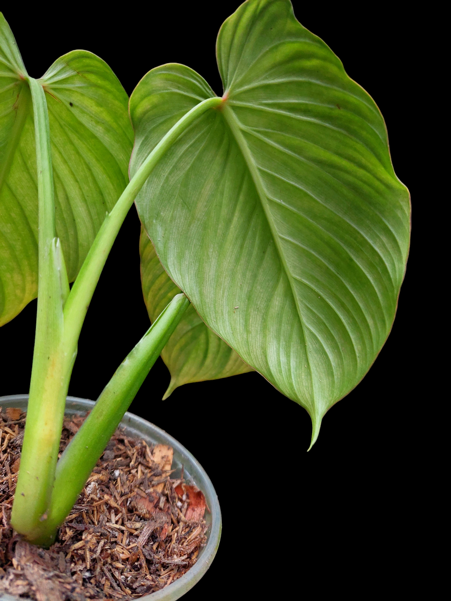 Philodendron Plowmanii "Limon Glow" (EXACT PLANT)