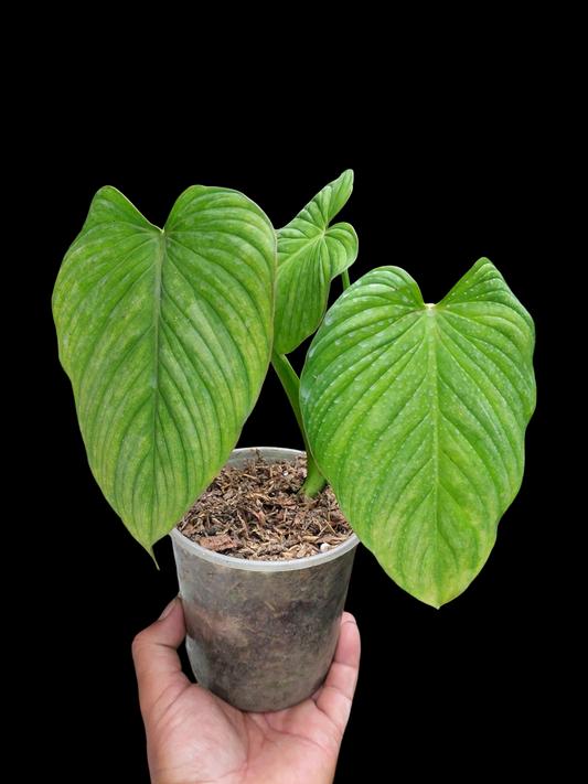 Philodendron Plowmanii "Limon Glow" (EXACT PLANT)