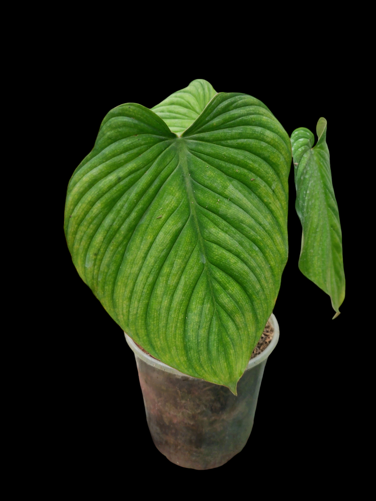 Philodendron Plowmanii "Limon Glow" (EXACT PLANT)