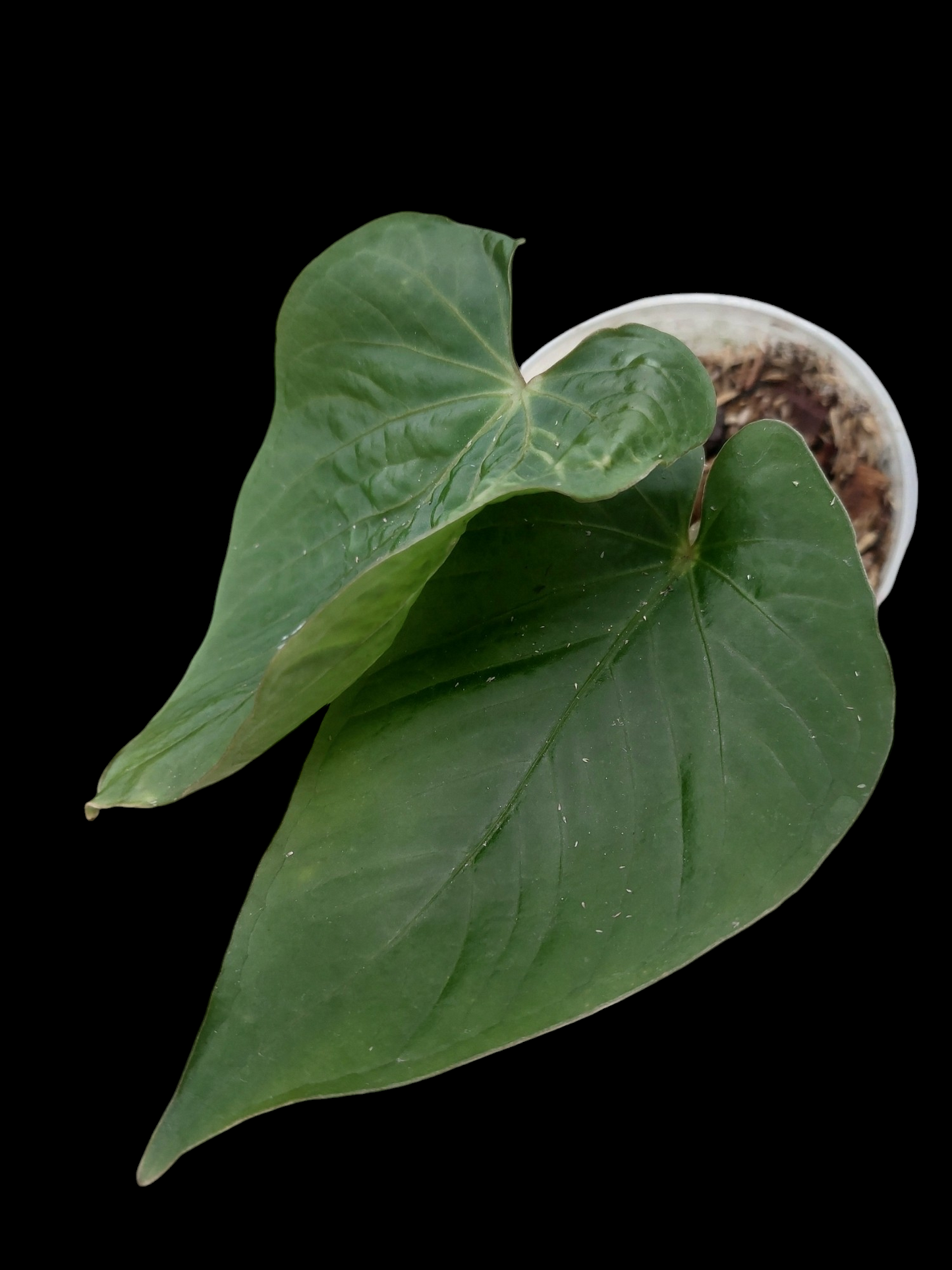 Anthurium kunayalense Croat & Vannini Wild Ecotype 2 Leaves (EXACT PLANT)