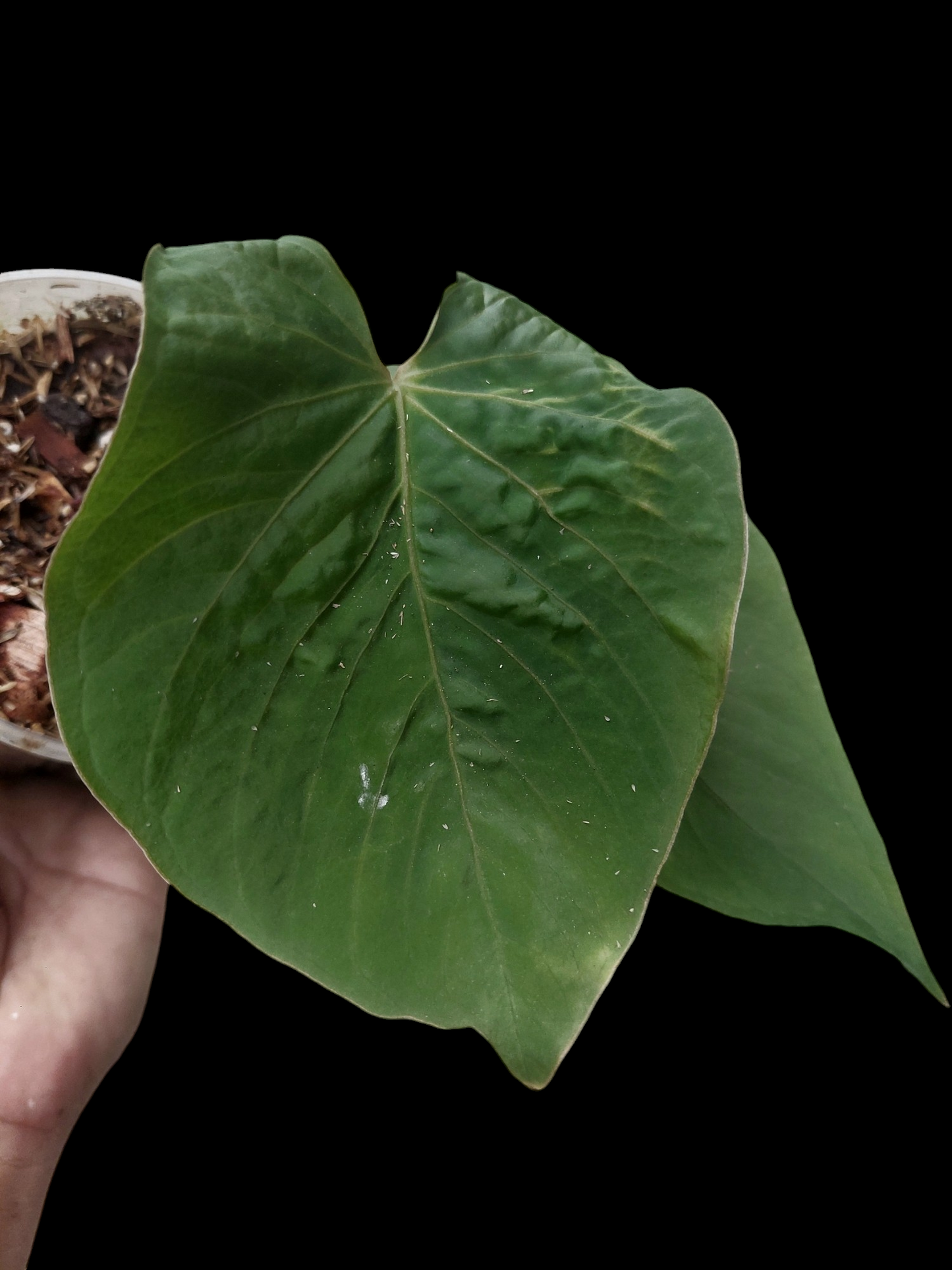 Anthurium kunayalense Croat & Vannini Wild Ecotype 2 Leaves (EXACT PLANT)