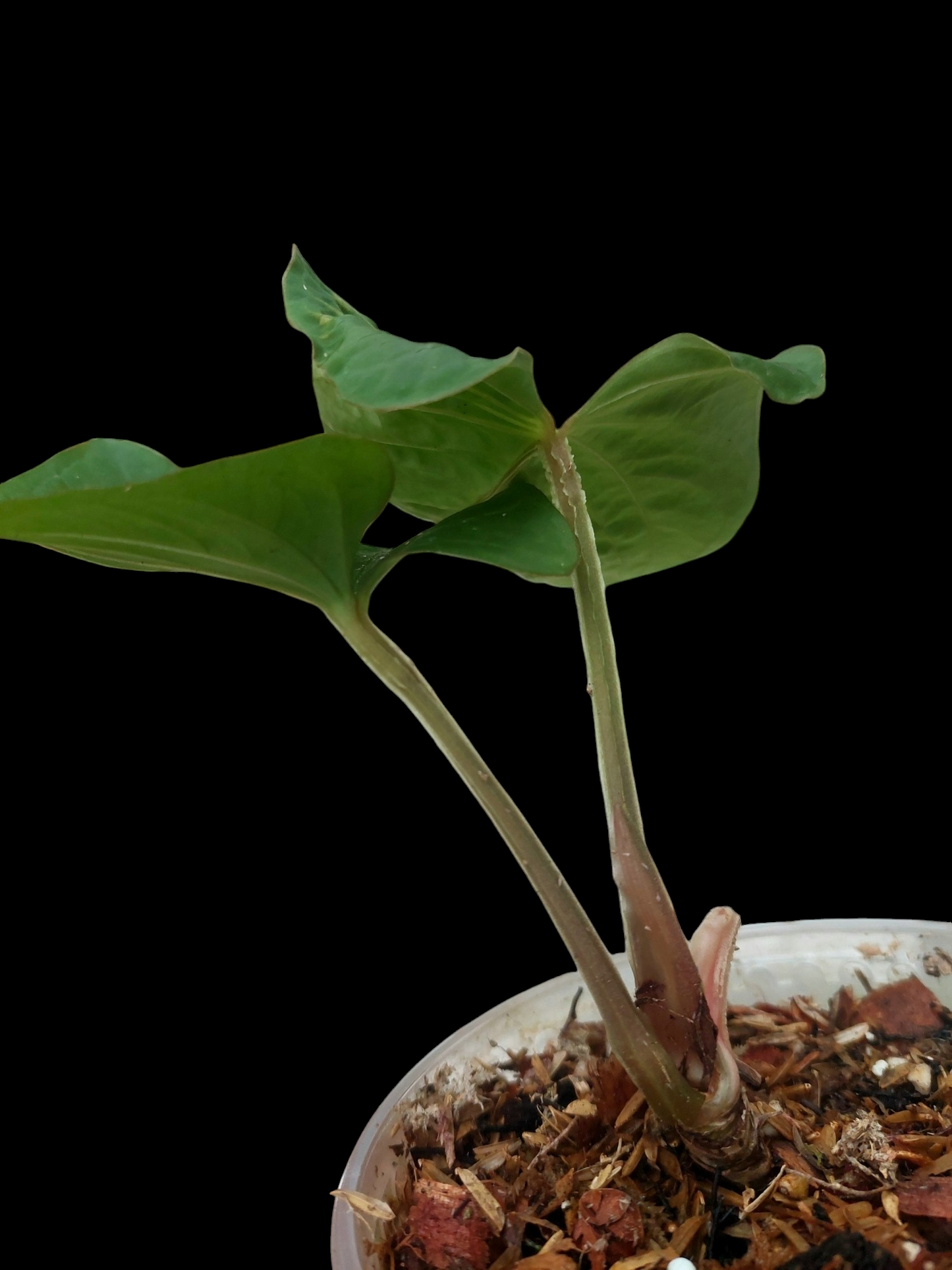 Anthurium kunayalense Croat & Vannini Wild Ecotype 2 Leaves (EXACT PLANT)