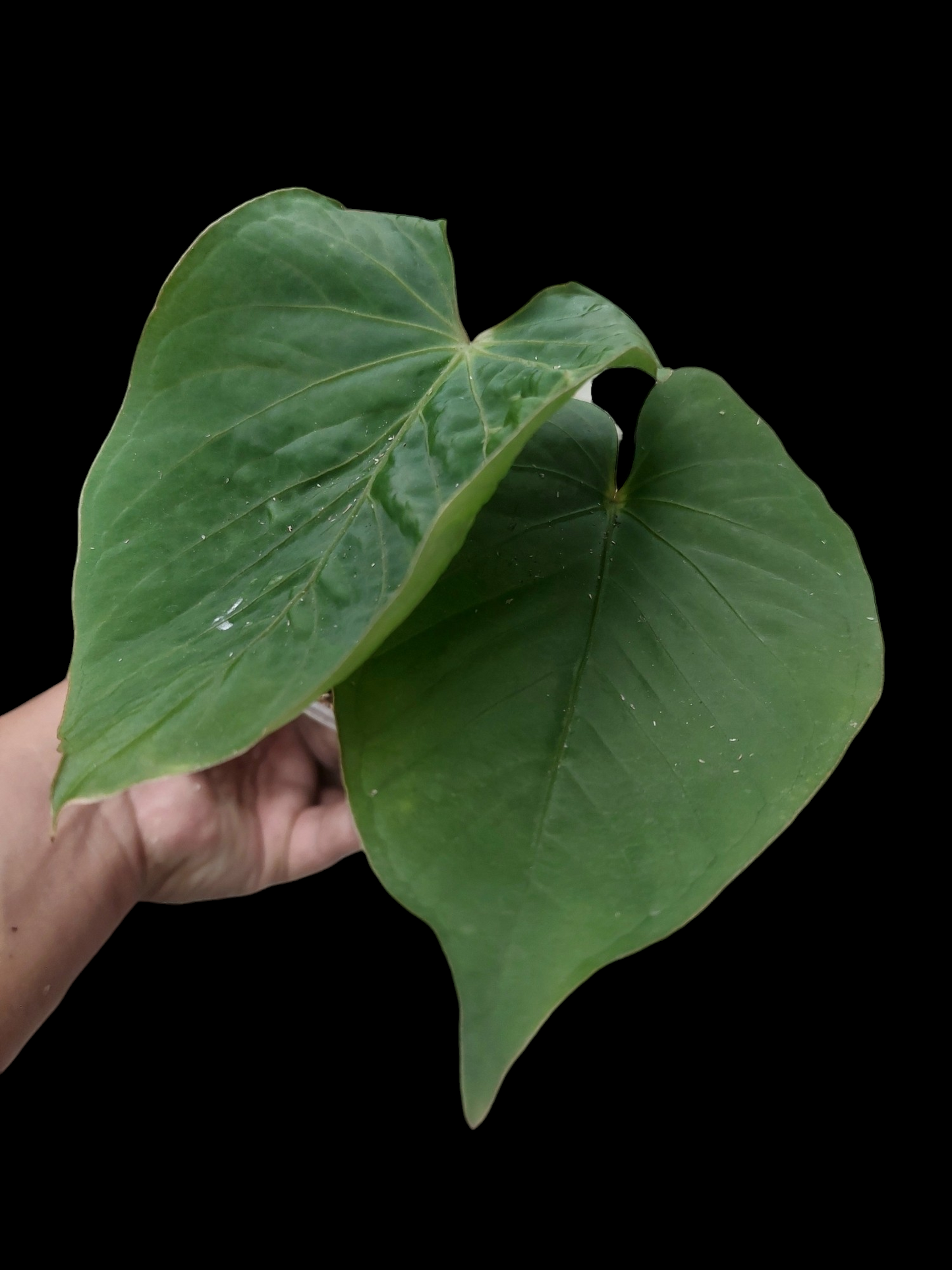 Anthurium kunayalense Croat & Vannini Wild Ecotype 2 Leaves (EXACT PLANT)