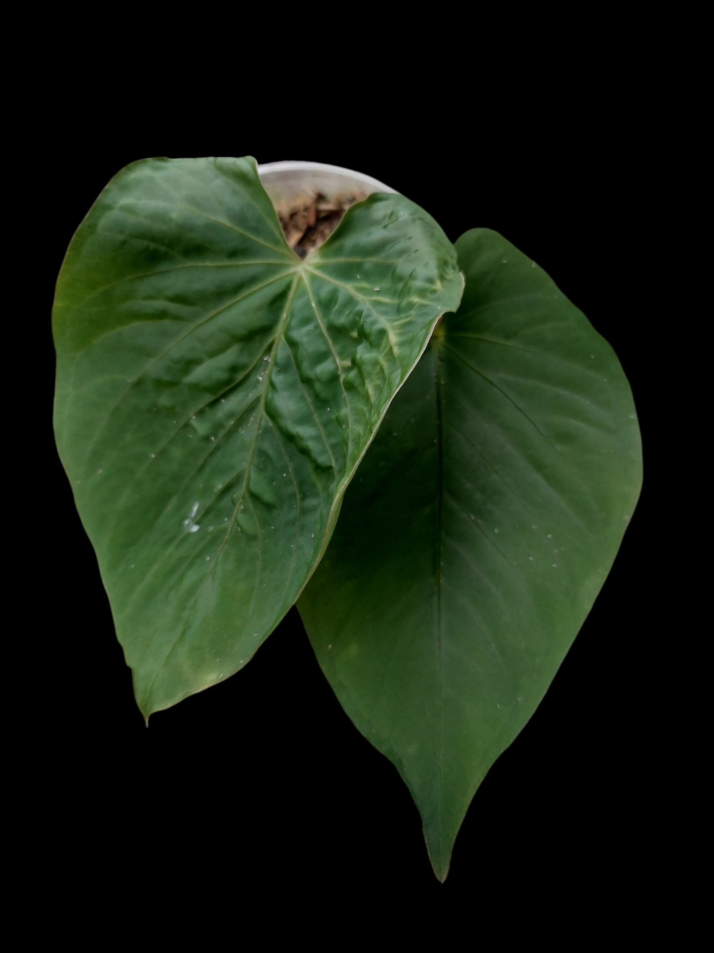 Anthurium kunayalense Croat & Vannini Wild Ecotype 2 Leaves (EXACT PLANT)