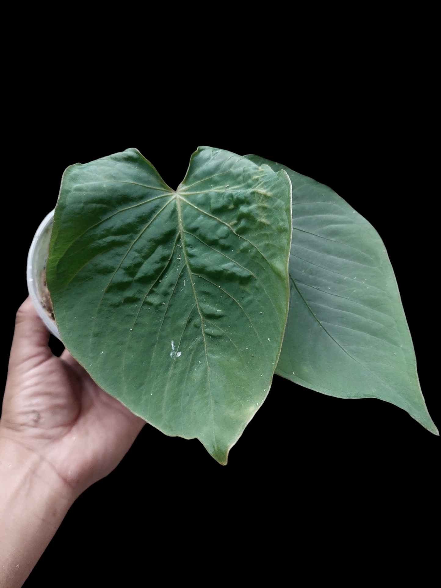 Anthurium kunayalense Croat & Vannini Wild Ecotype 2 Leaves (EXACT PLANT)