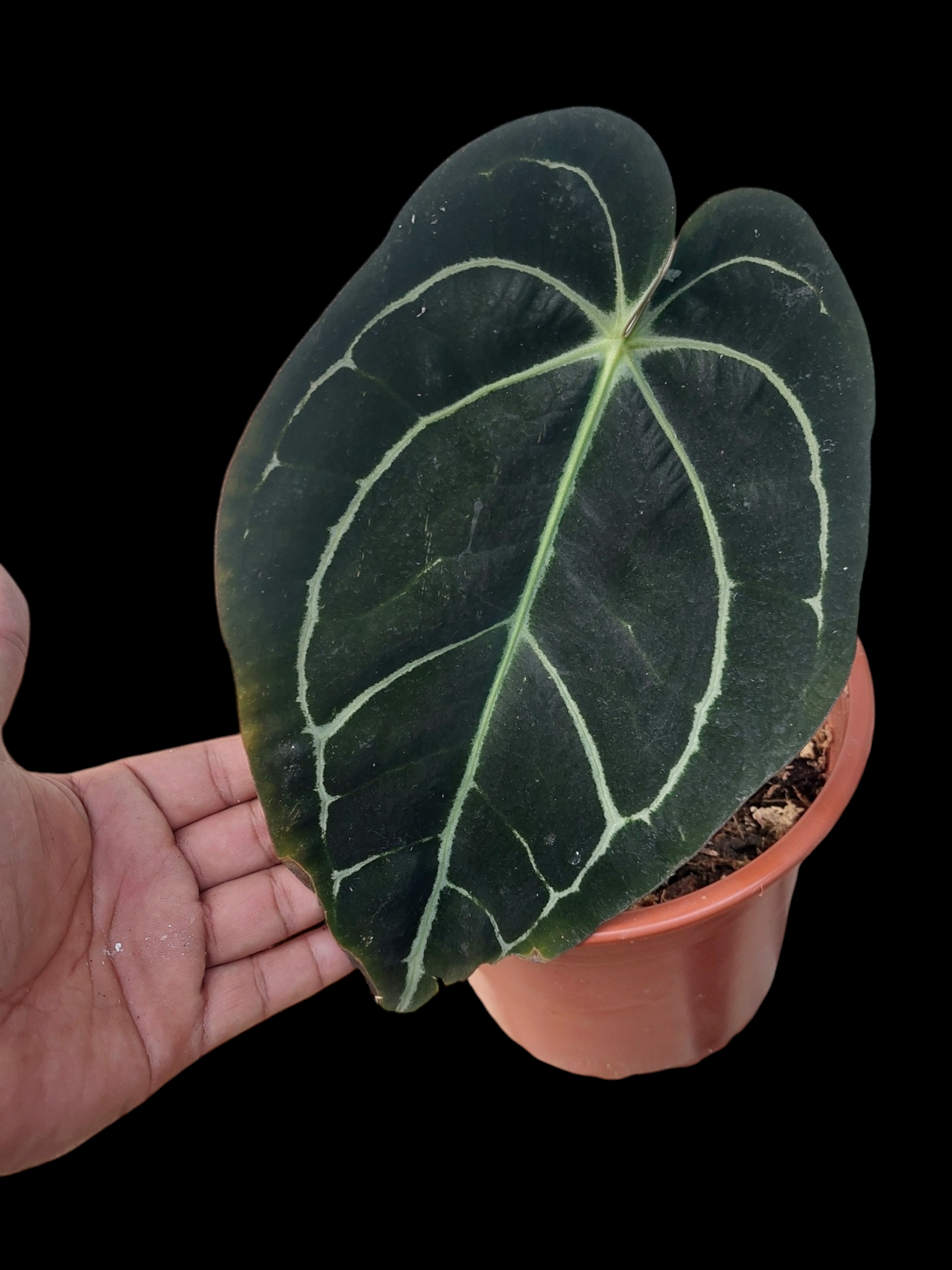 Anthurium Carlablackiae BIG PLANT Wild Specie (EXACT PLANT)