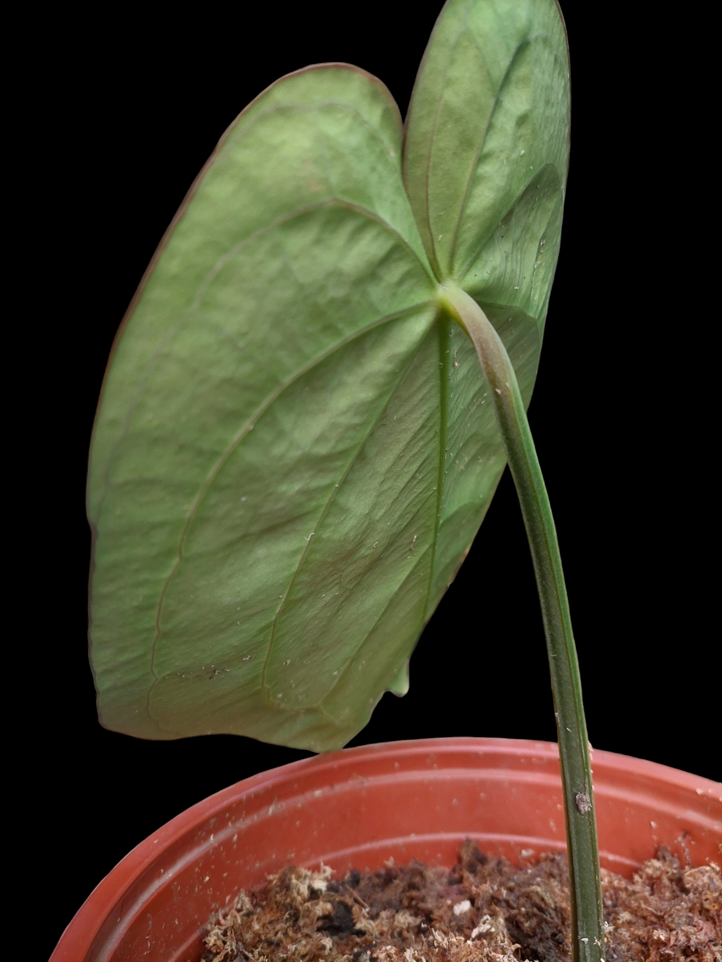 Anthurium Carlablackiae BIG PLANT Wild Specie (EXACT PLANT)