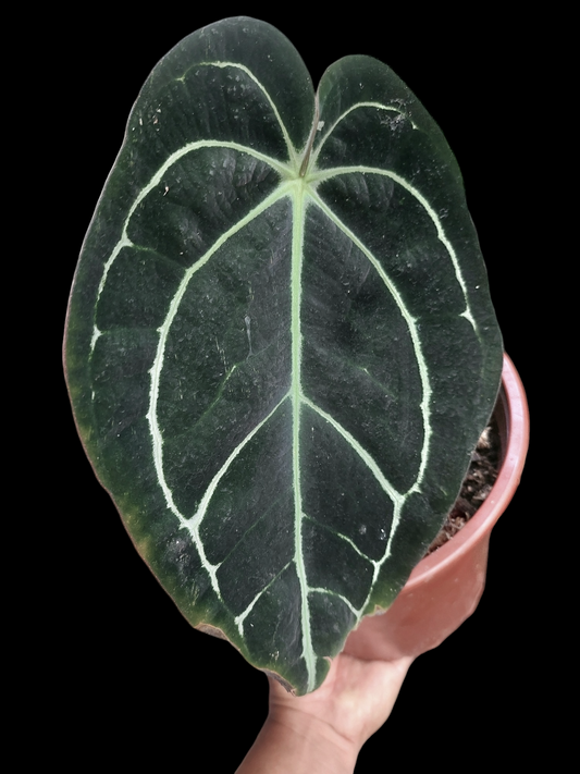 Anthurium Carlablackiae BIG PLANT Wild Specie (EXACT PLANT)