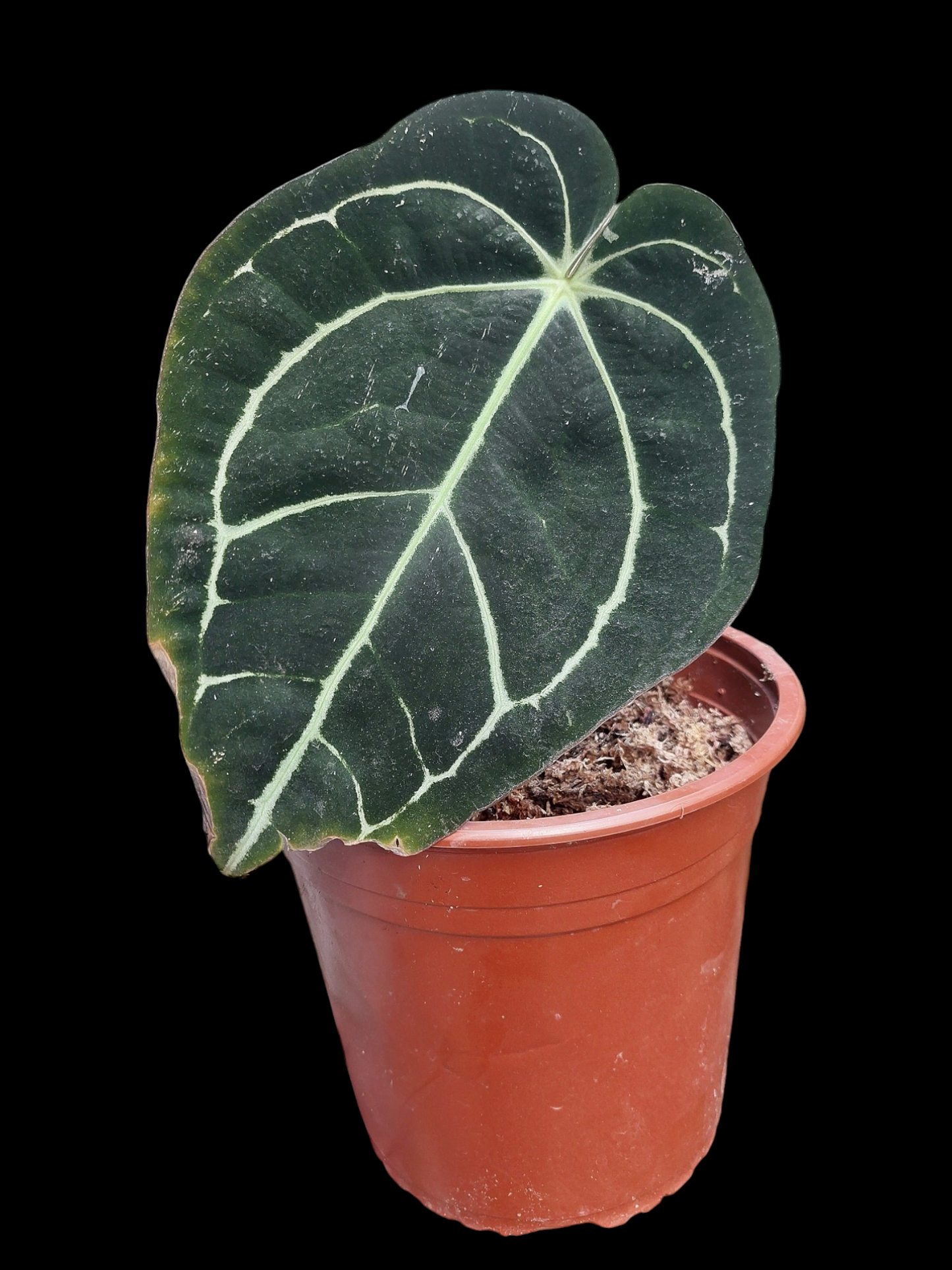 Anthurium Carlablackiae BIG PLANT Wild Specie (EXACT PLANT)