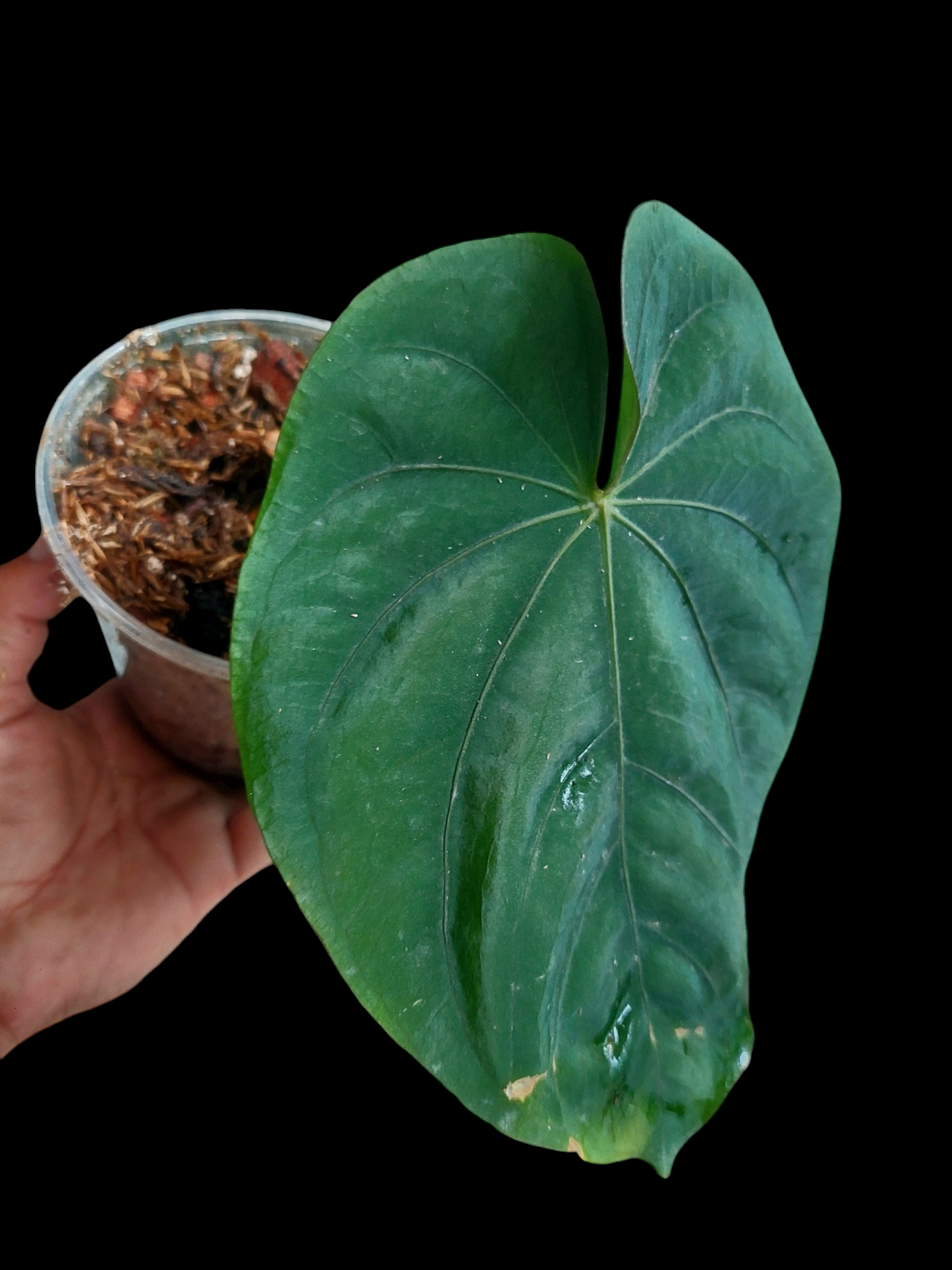 Anthurium Dressleri 'San Blas' BIG PLANT Wild Ecotype (EXACT PLANT)