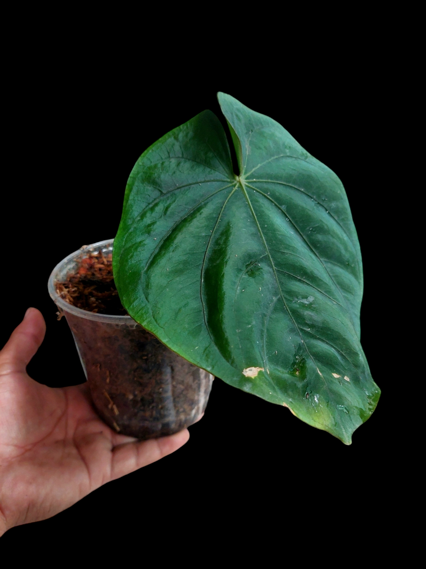 Anthurium Dressleri 'San Blas' BIG PLANT Wild Ecotype (EXACT PLANT)