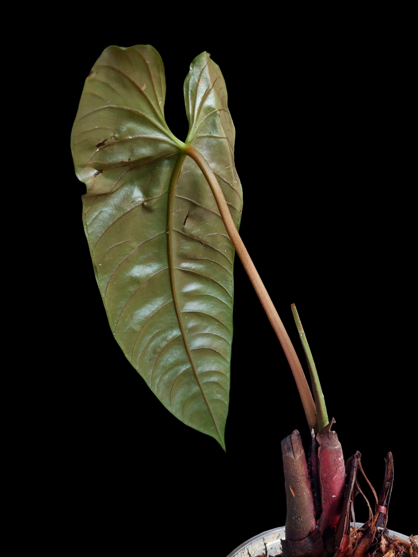anthurium recavum Anthurium Recavum (EXACT PLANT) – Amazon Plants Peru