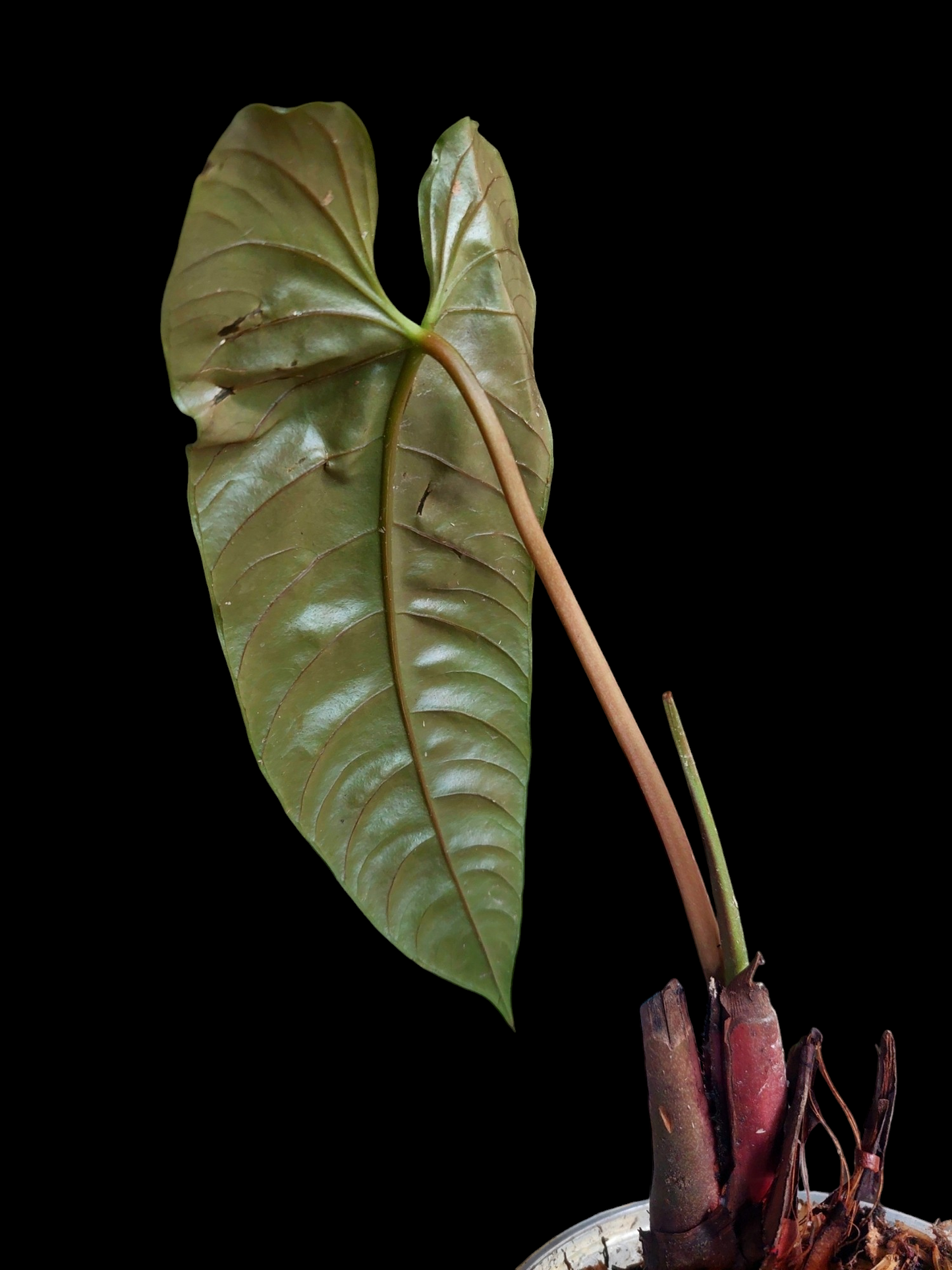 Anthurium Recavum (EXACT PLANT)