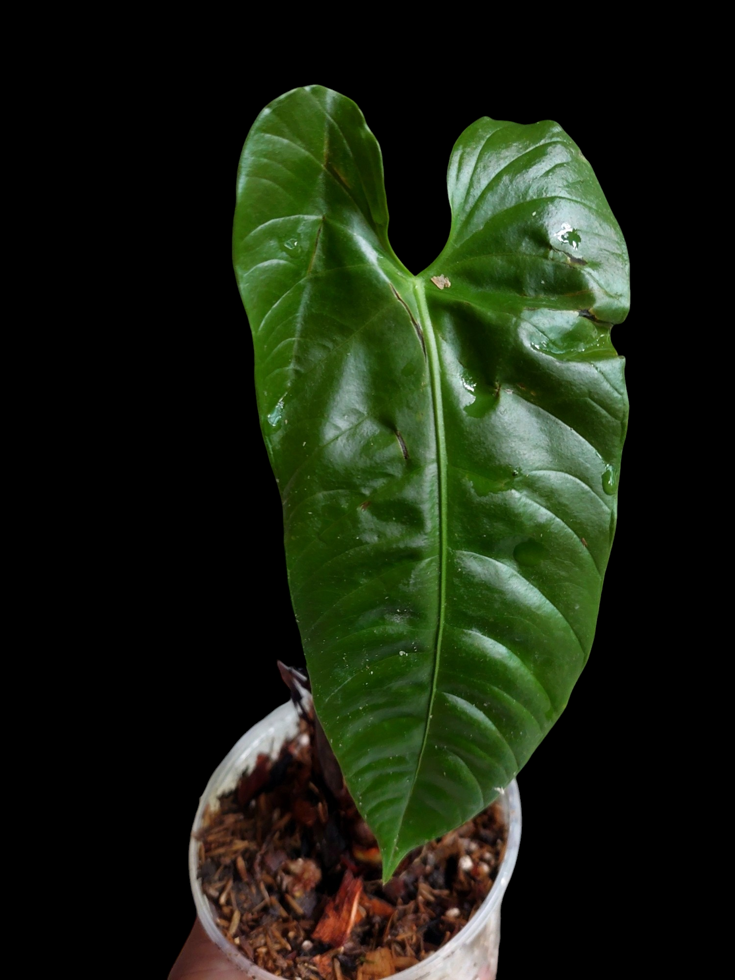 Anthurium Recavum (EXACT PLANT)