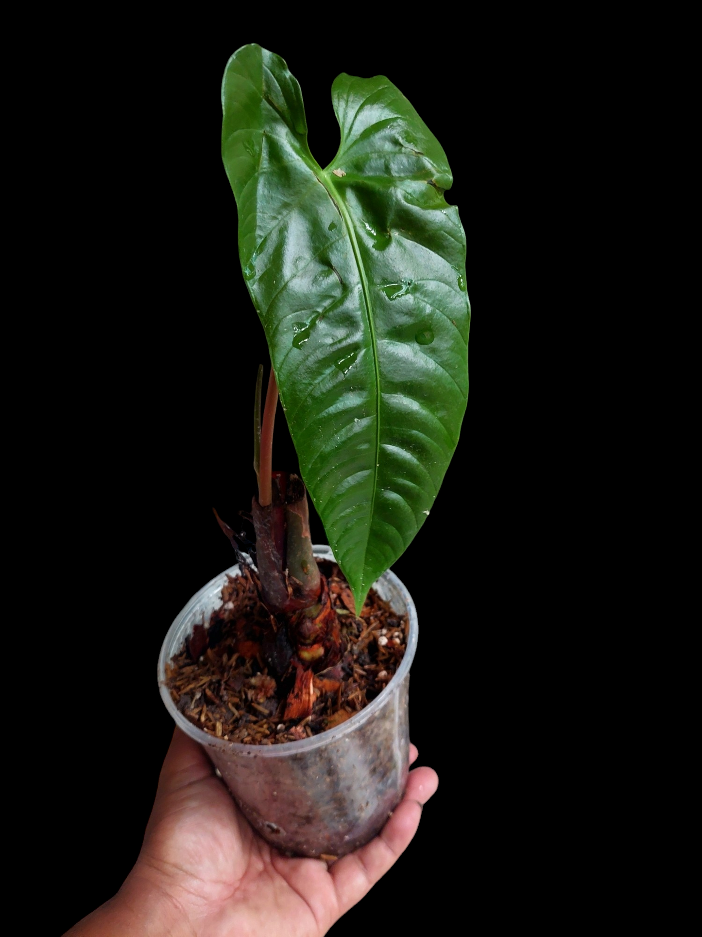 Anthurium Recavum (EXACT PLANT)