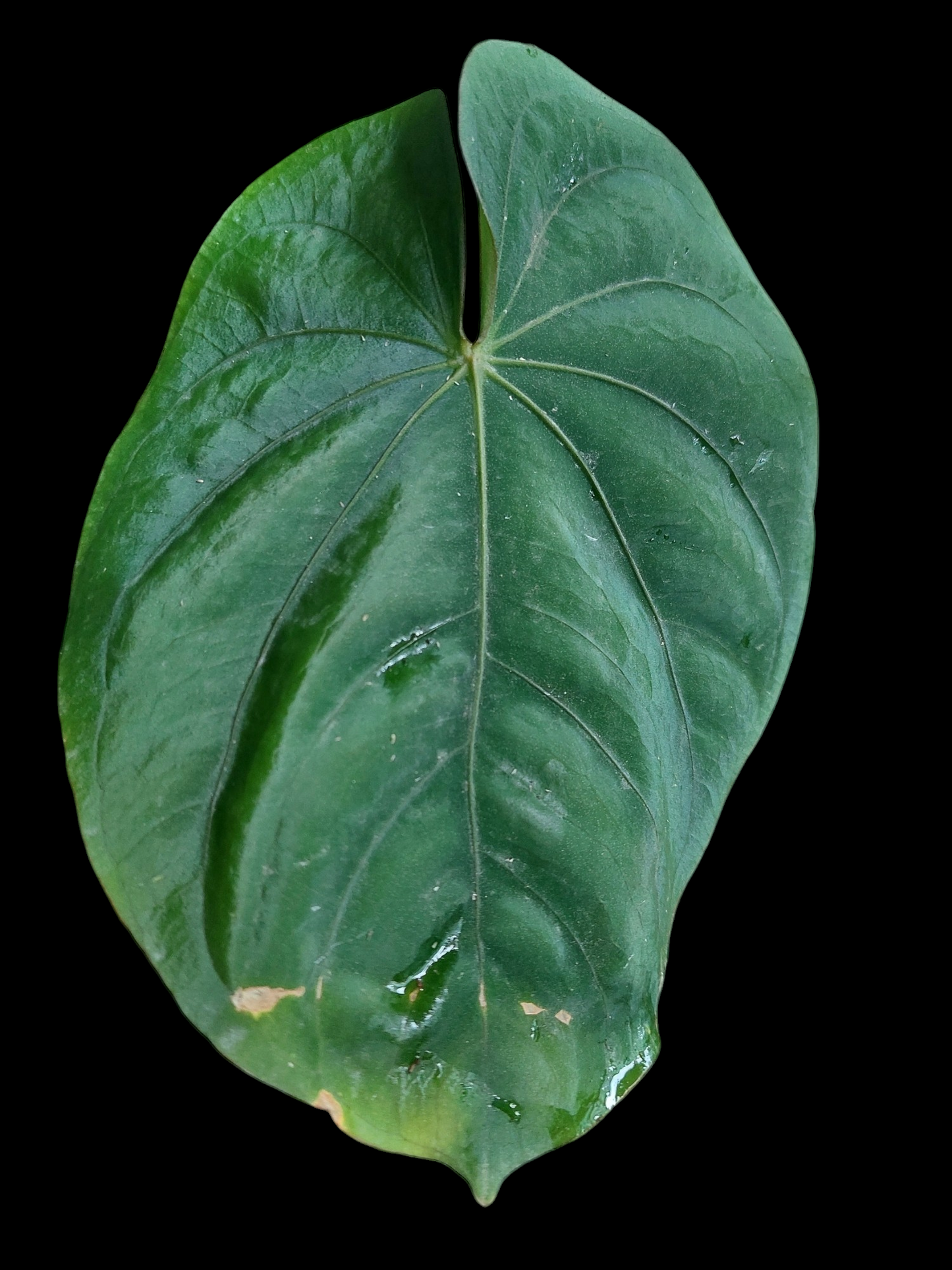 Anthurium Dressleri 'San Blas' BIG PLANT Wild Ecotype (EXACT PLANT)