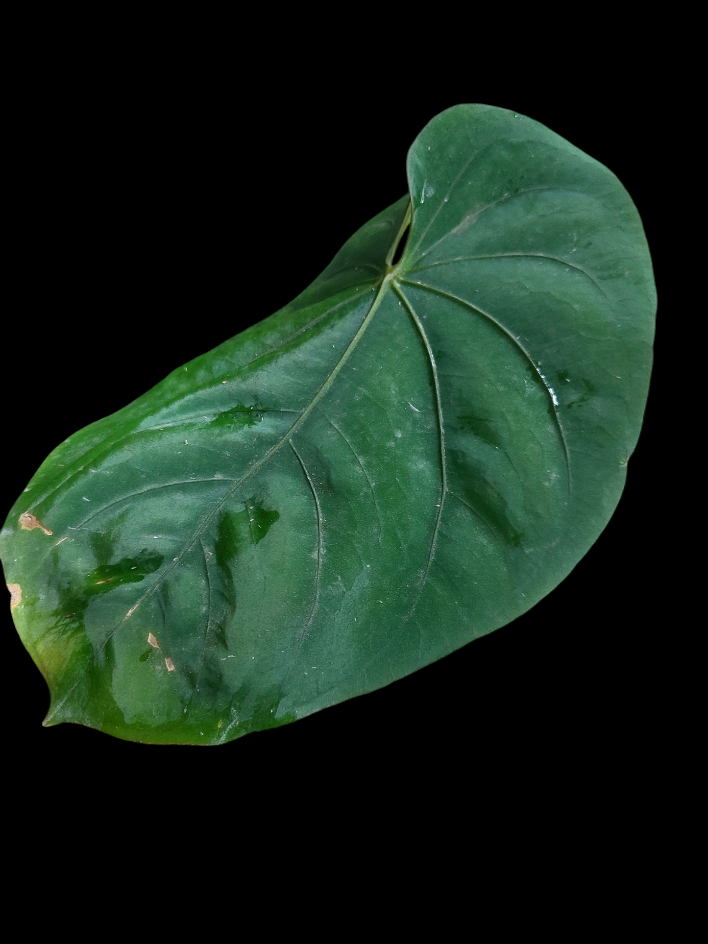 Anthurium Dressleri 'San Blas' BIG PLANT Wild Ecotype (EXACT PLANT)